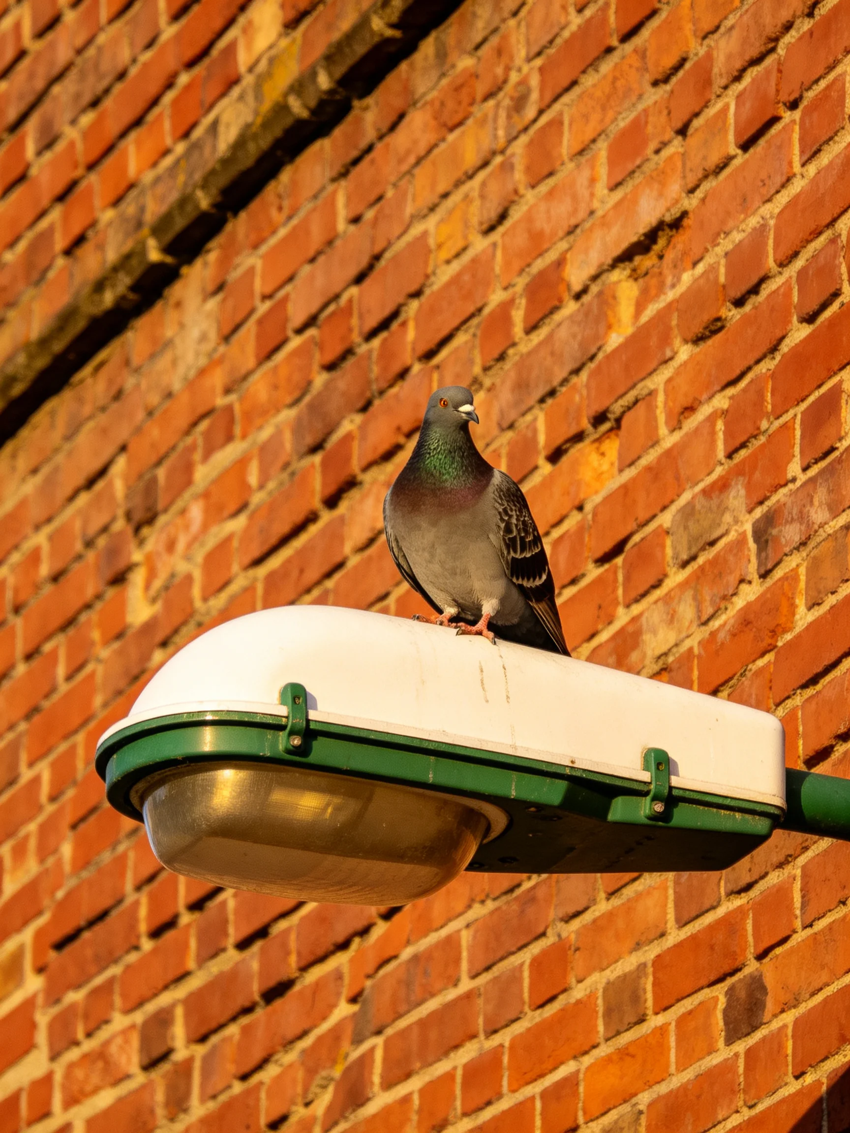 A pigeon sits on a streetlamp near a red-brick wall