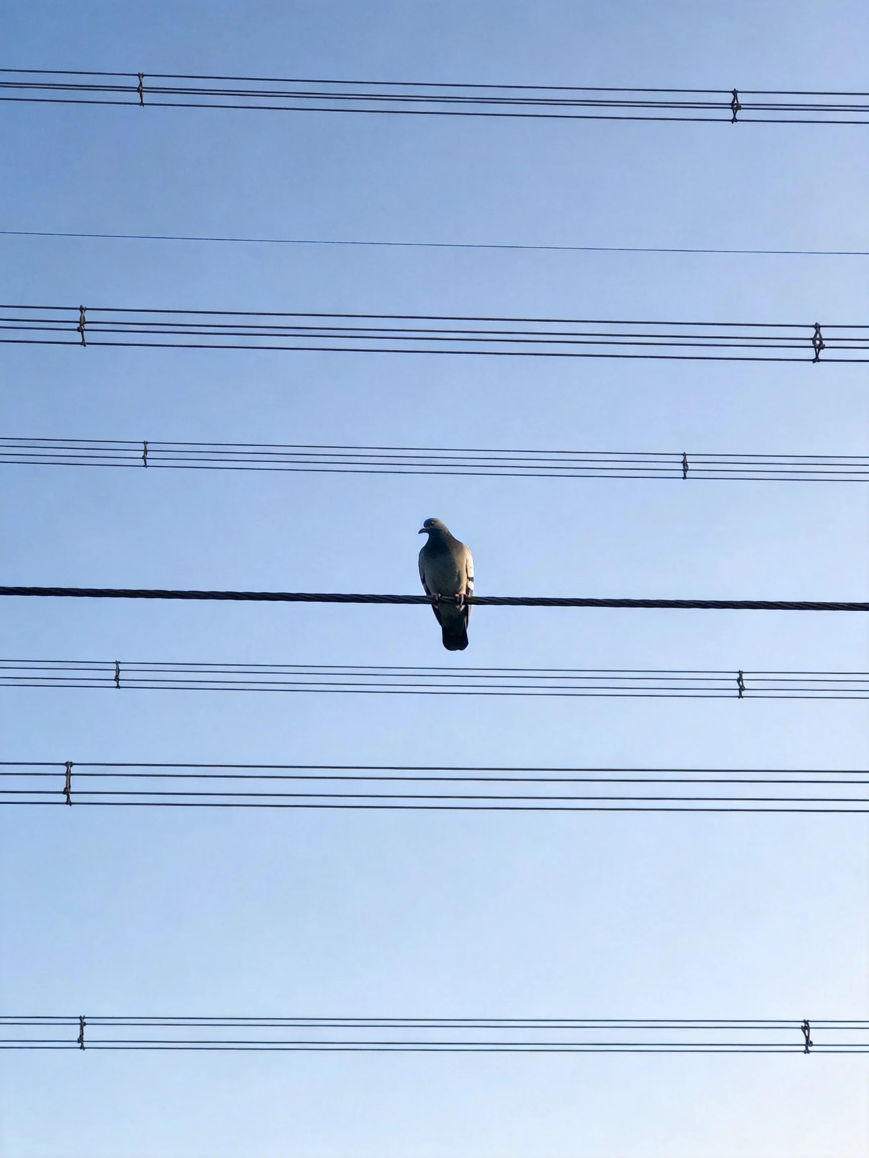 A pigeon perches on one wire amid many wires under clear blue sky