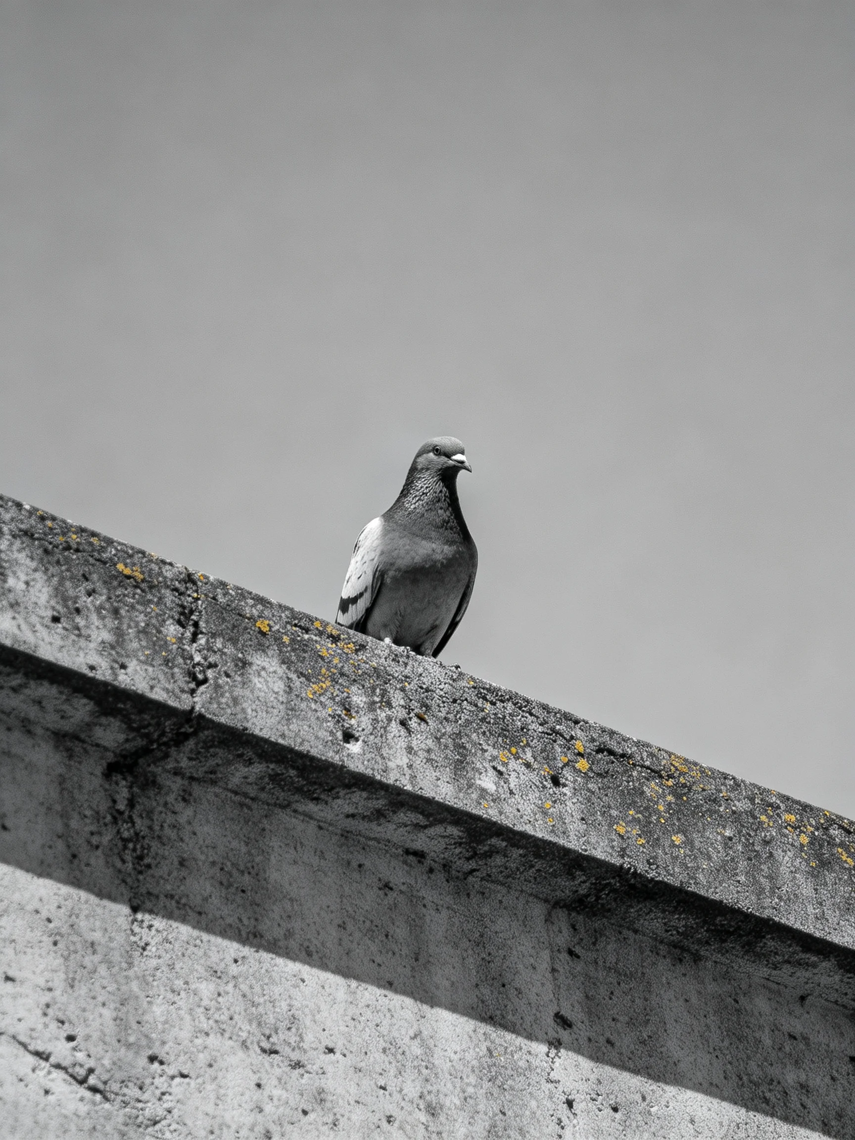 A pigeon resting on a weathered concrete ledge under a clear sky