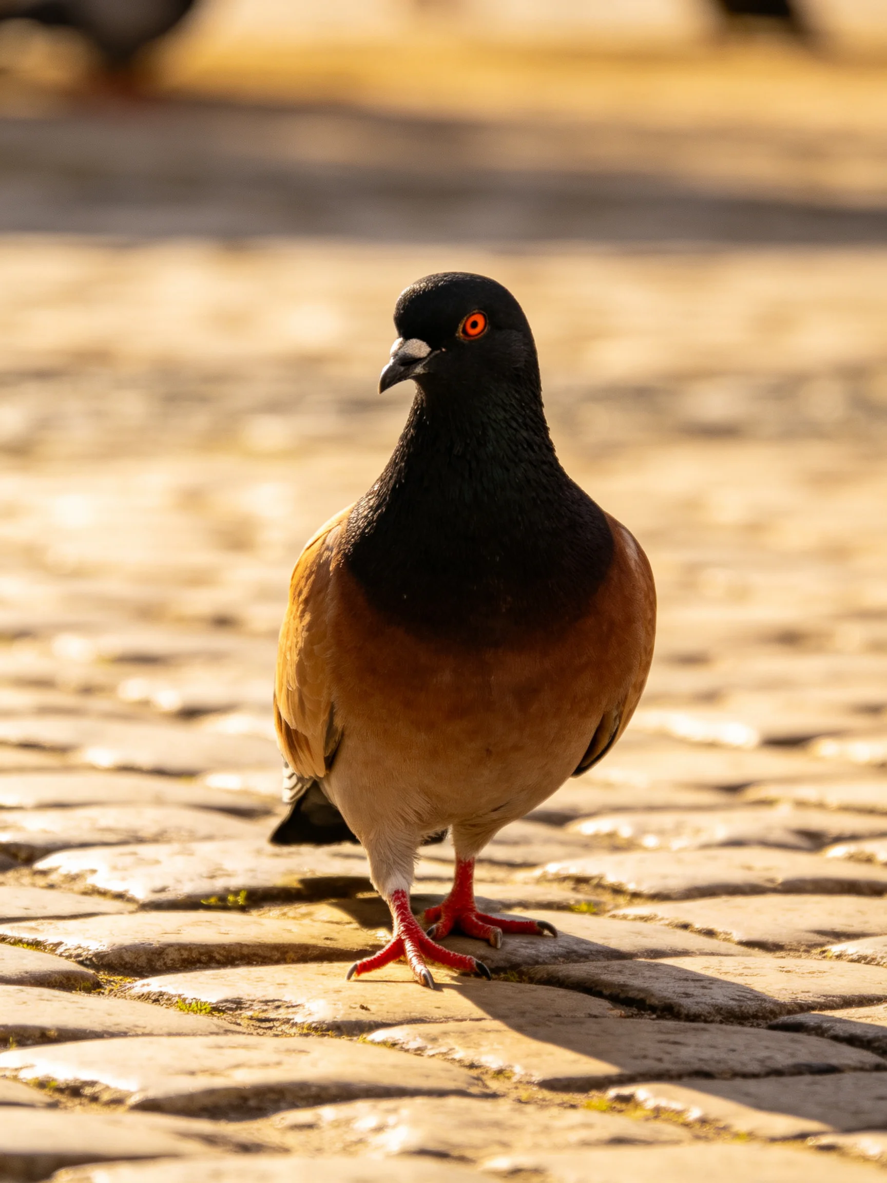 A pigeon with black head, brown chest, red feet on cobblestone pavement