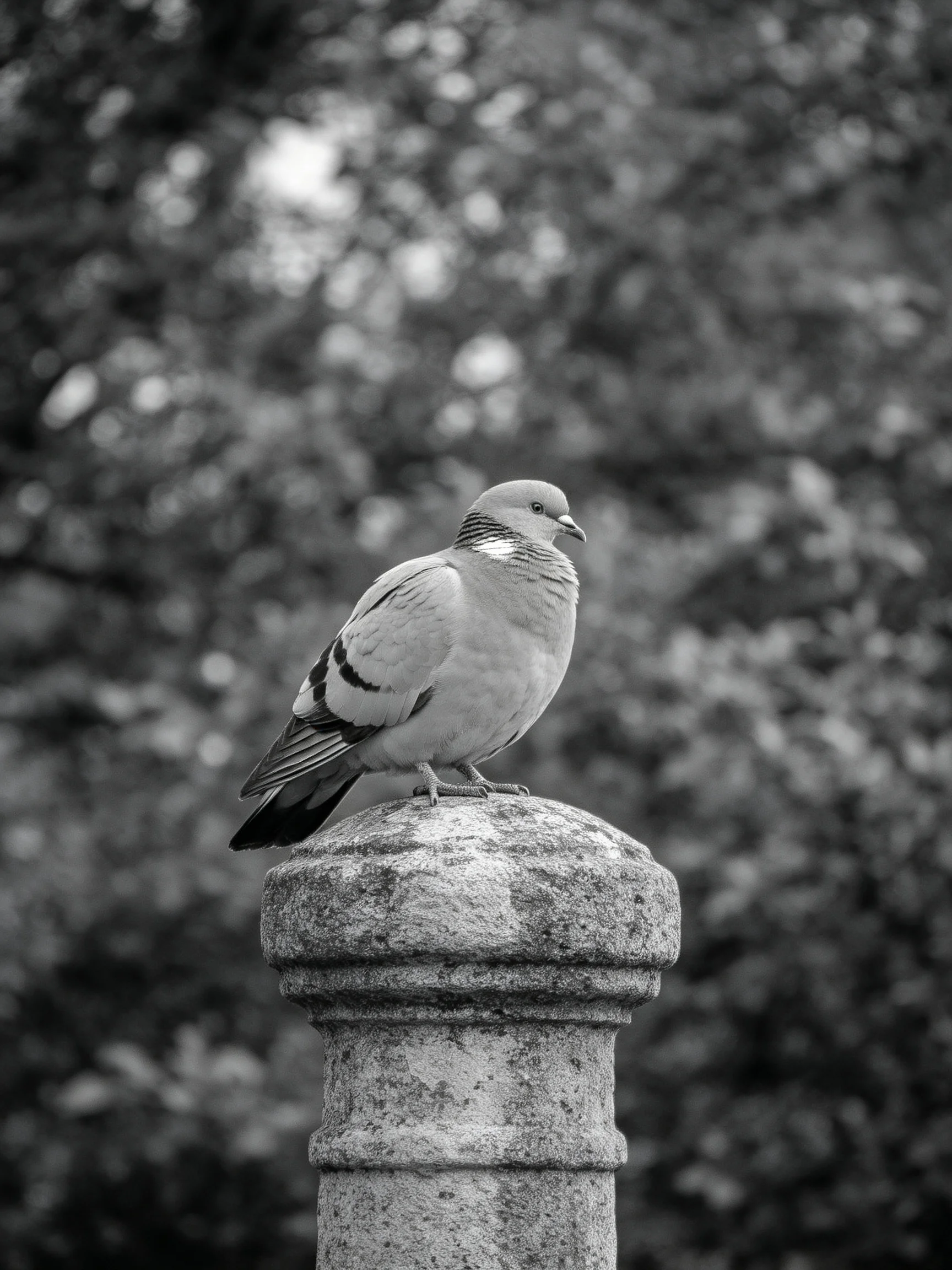 A pigeon with black-striped wings perched on an aged stone post