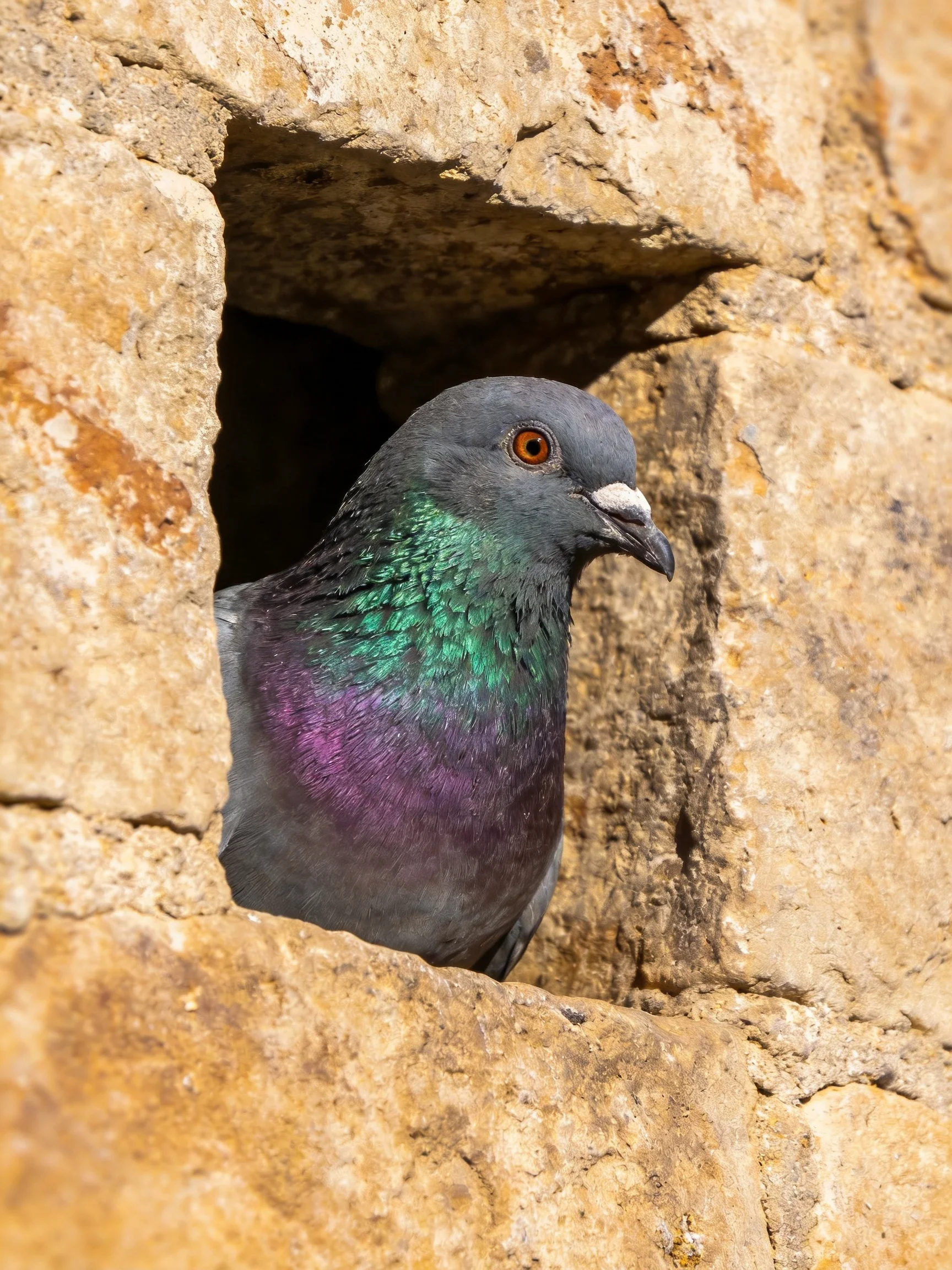 A pigeon with iridescent green and purple plumage emerges from a weathered stone opening