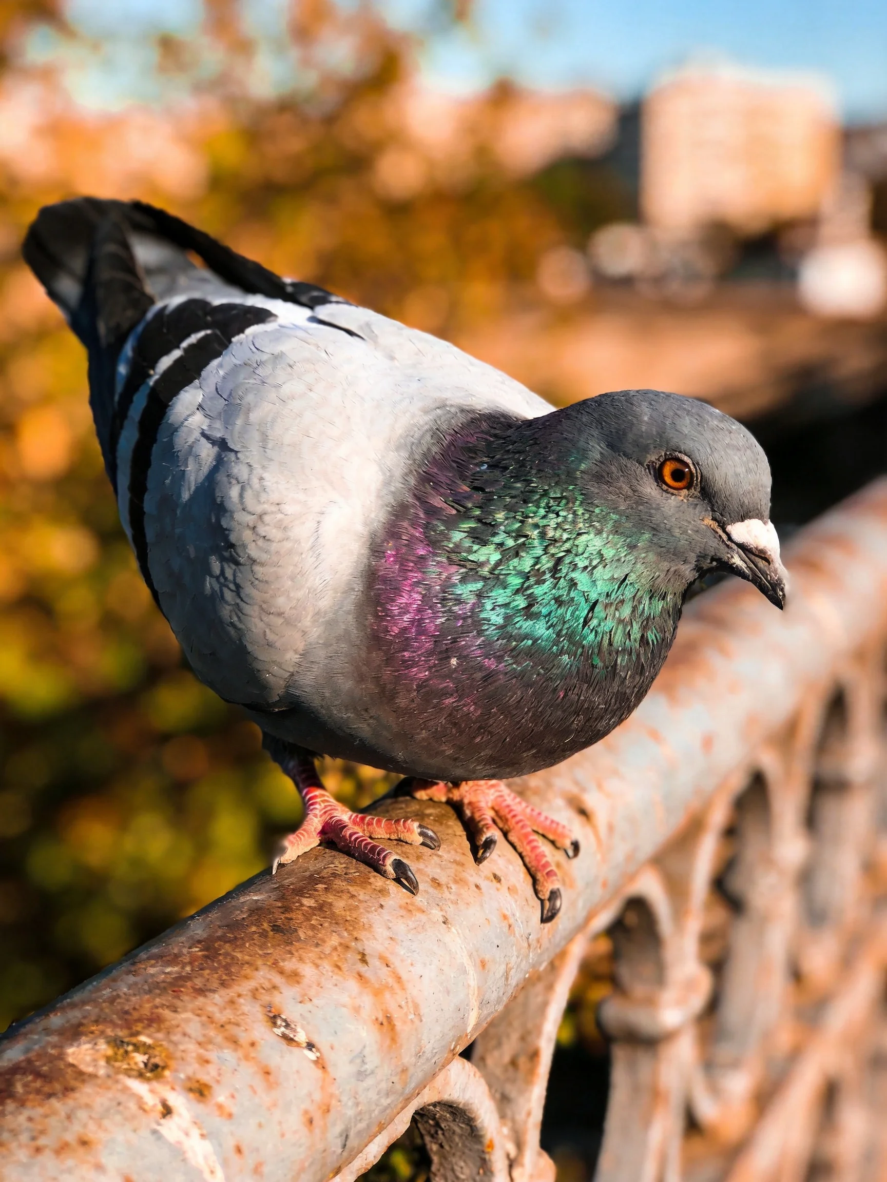 A pigeon with iridescent green and purple plumage on a rusted metal railing