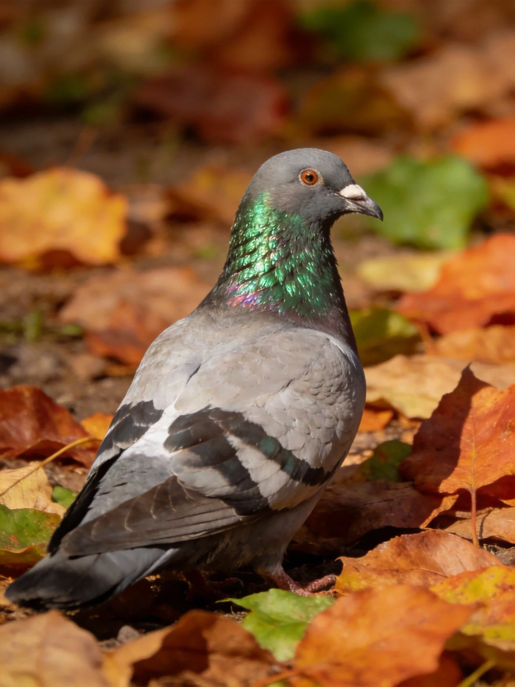 A pigeon with iridescent green neck amid colorful autumn fallen leaves
