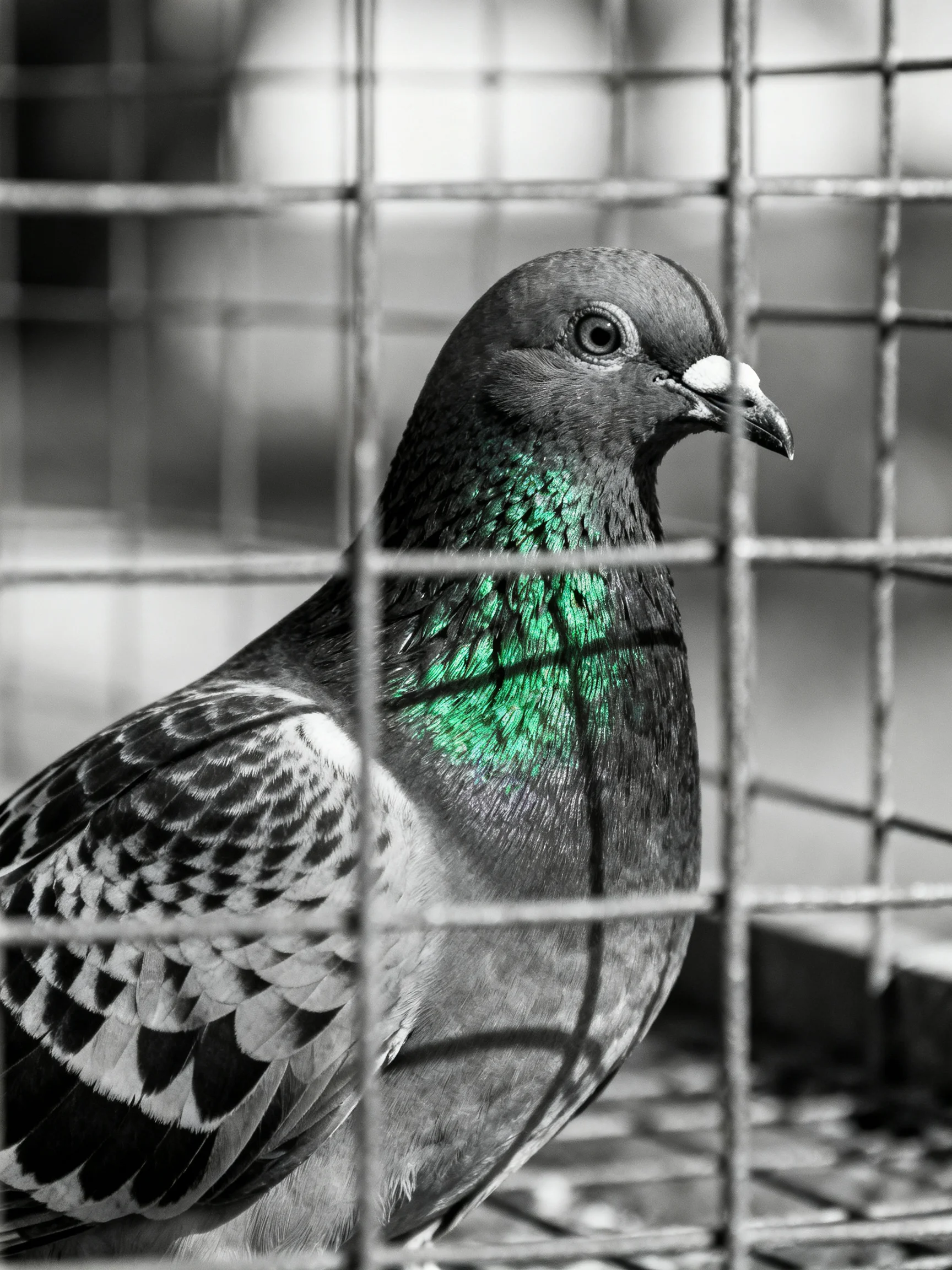 A pigeon with iridescent green neck enclosed by metal bars