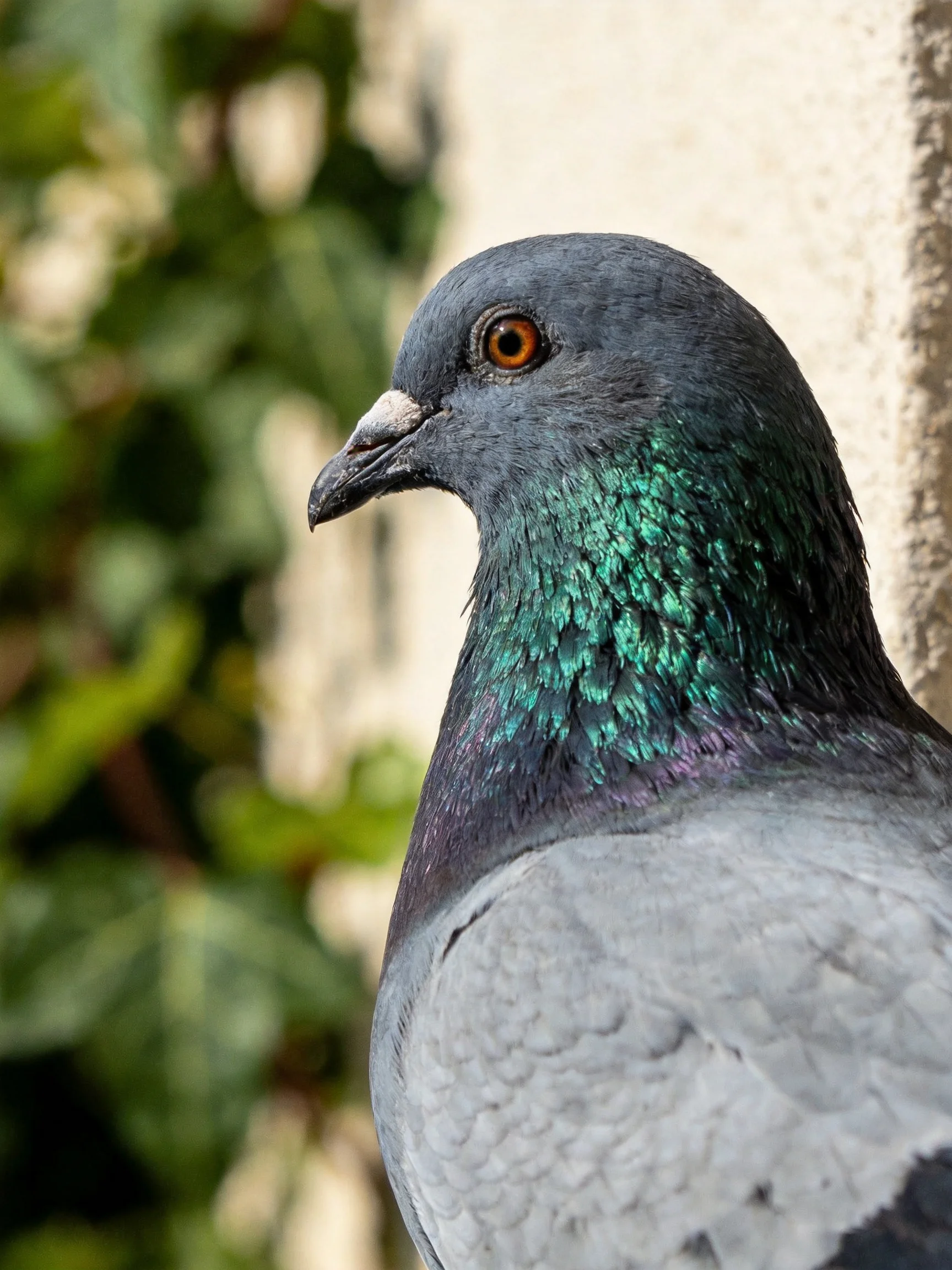 A pigeon with iridescent green neck, gray body, and brown eye