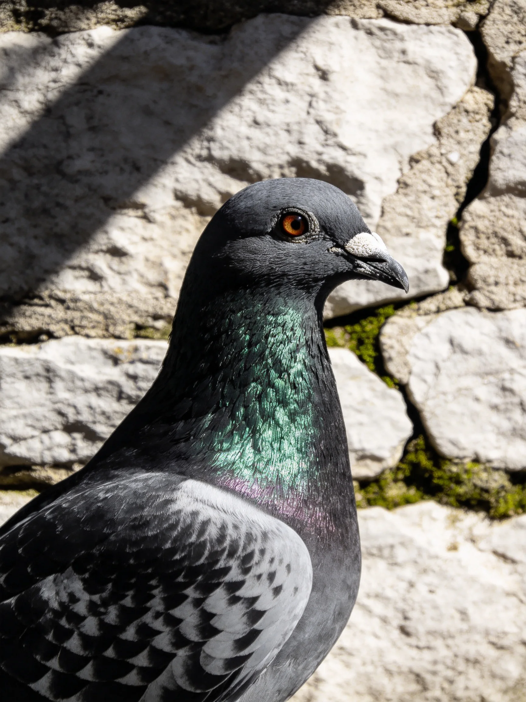 A pigeon with iridescent green neck near weathered stone wall
