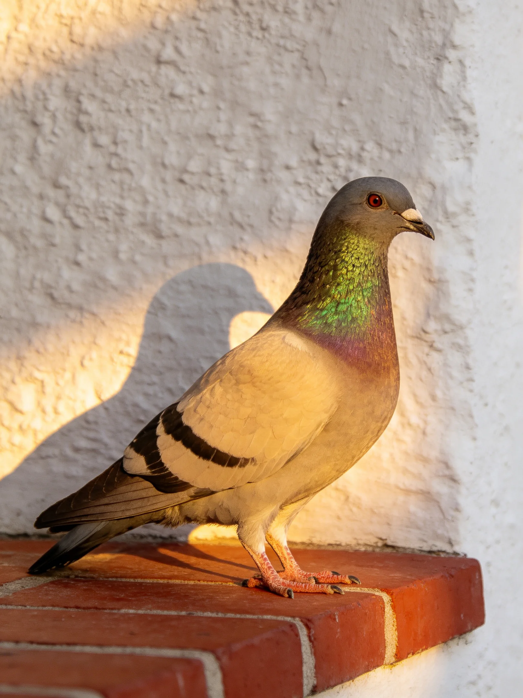 A pigeon with an iridescent neck rests on a brick ledge beside a white wall