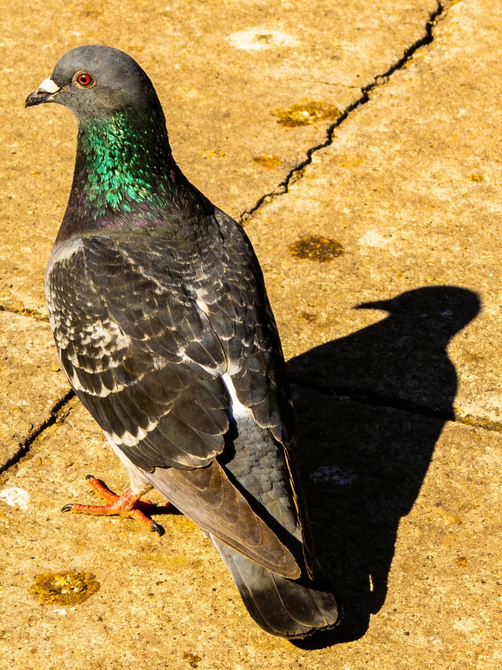 A pigeon stands on cracked concrete with a distinct shadow behind it.