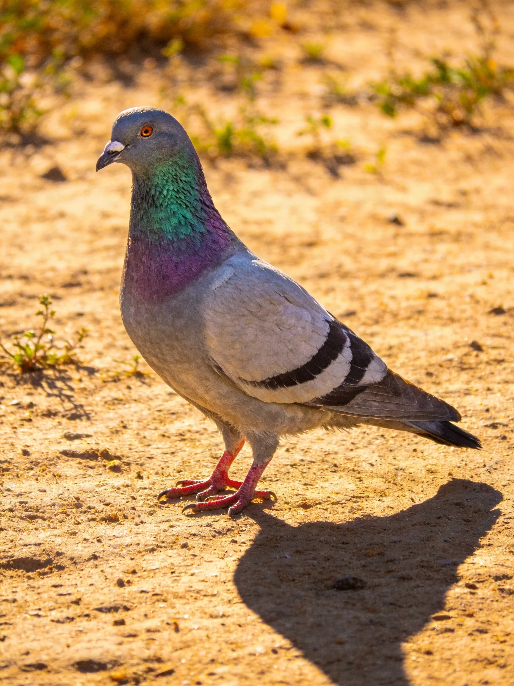 A pigeon with iridescent neck feathers on sandy terrain