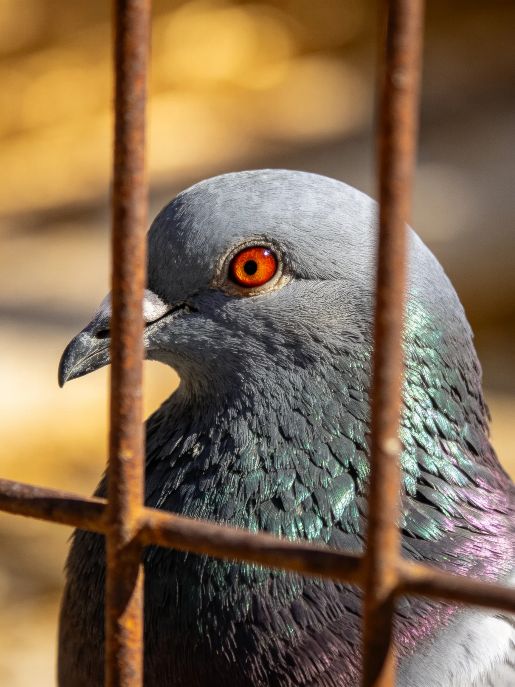 A pigeon with iridescent plumage behind rusted metal bars