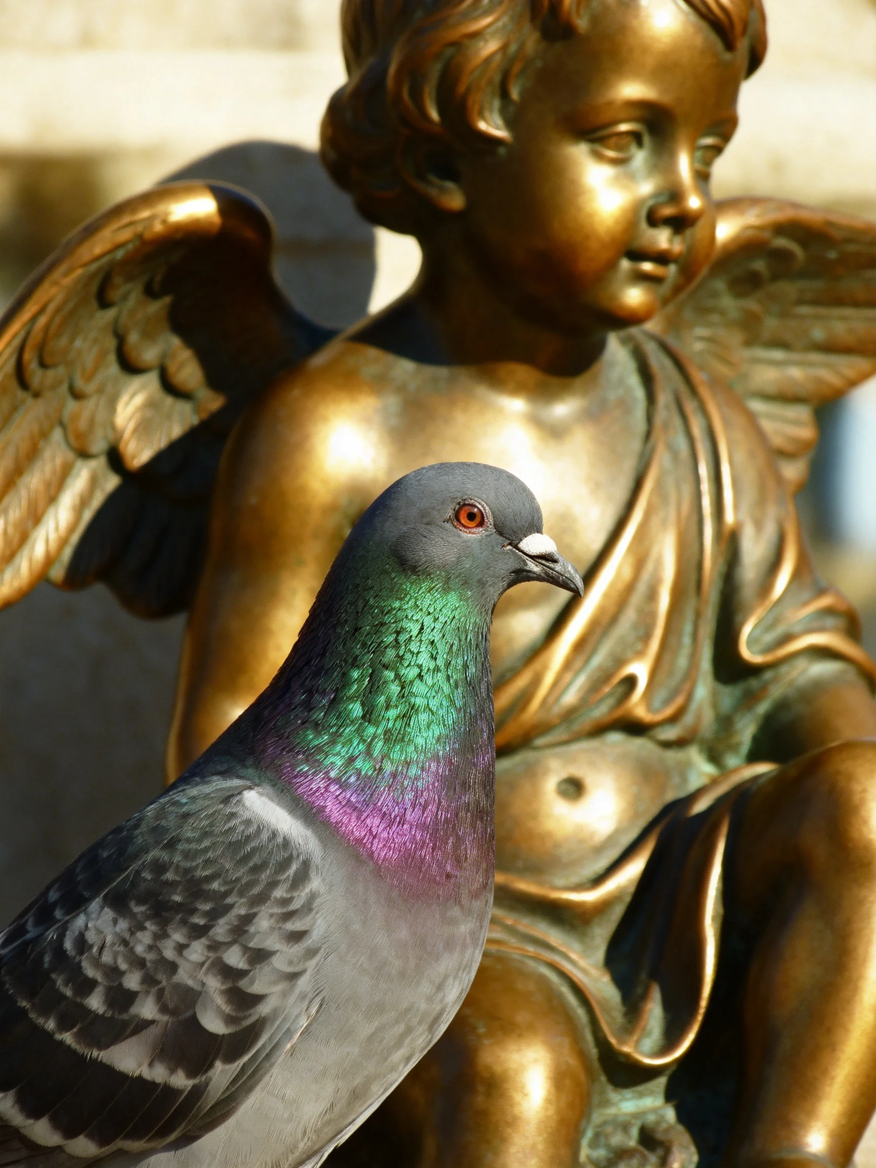 A pigeon with iridescent plumage beside an ornate golden cherub statue