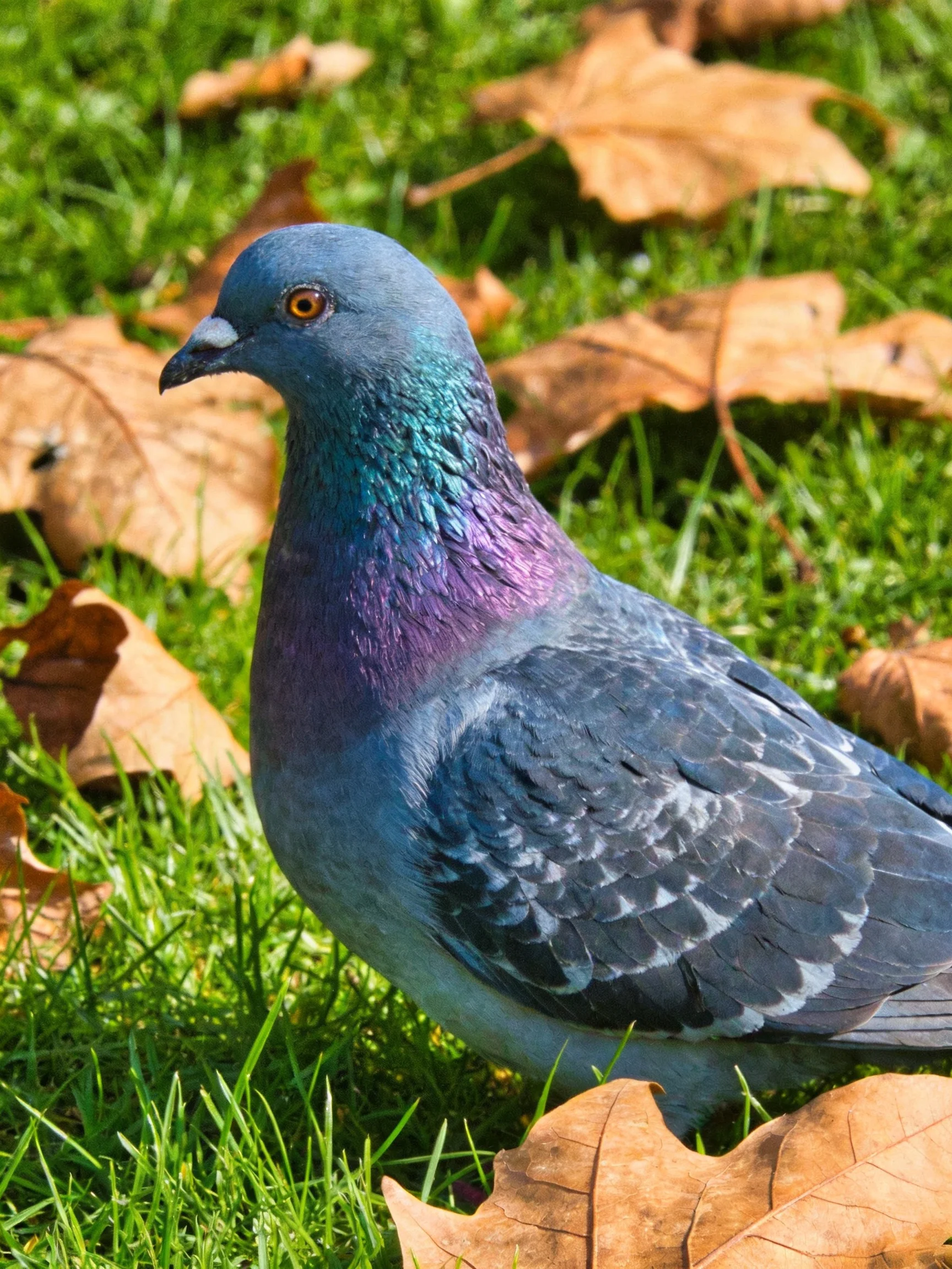 A pigeon with iridescent plumage on green grass and brown leaves