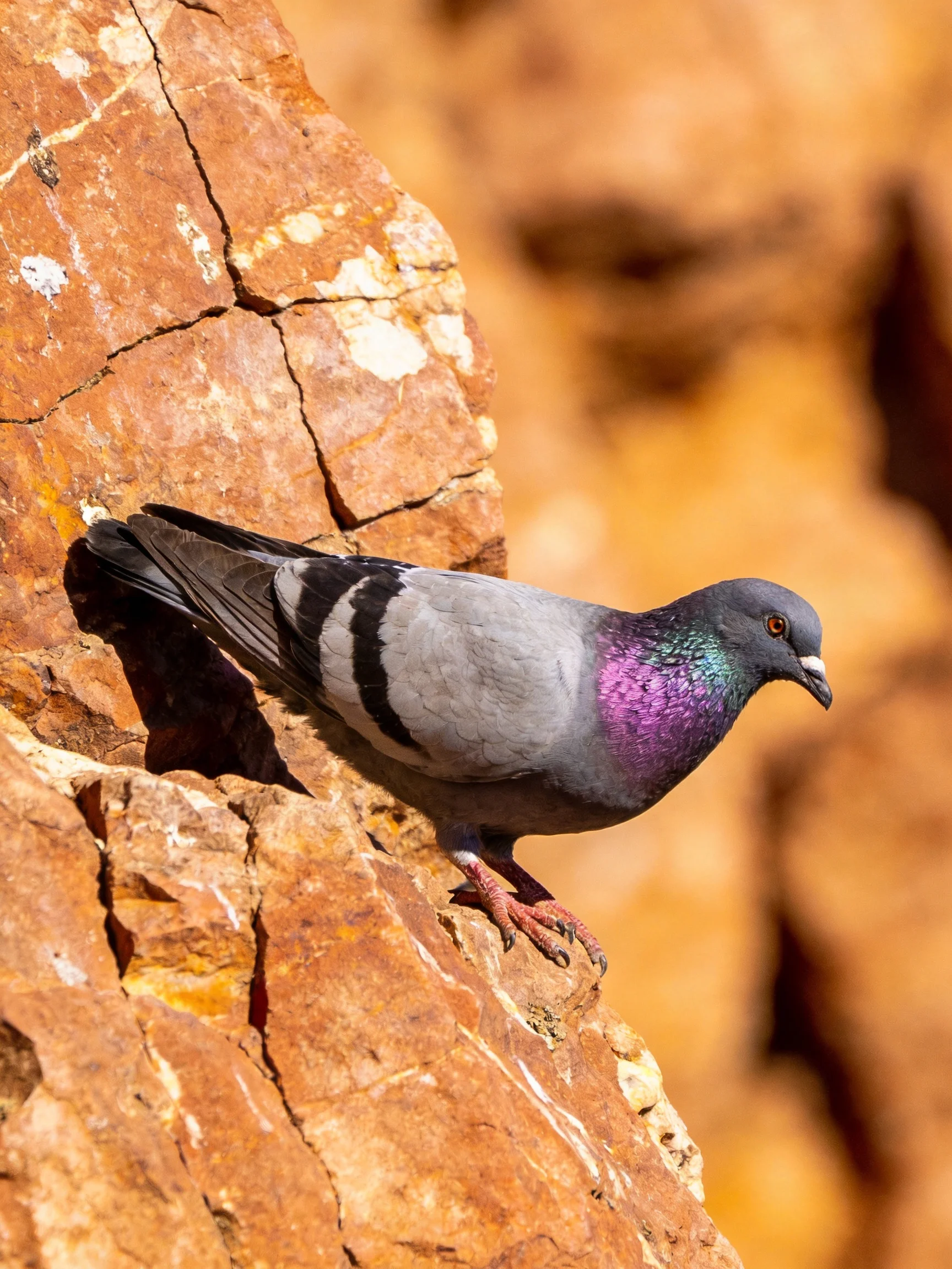 A pigeon with iridescent plumage perched on a cracked reddish-brown rock formation