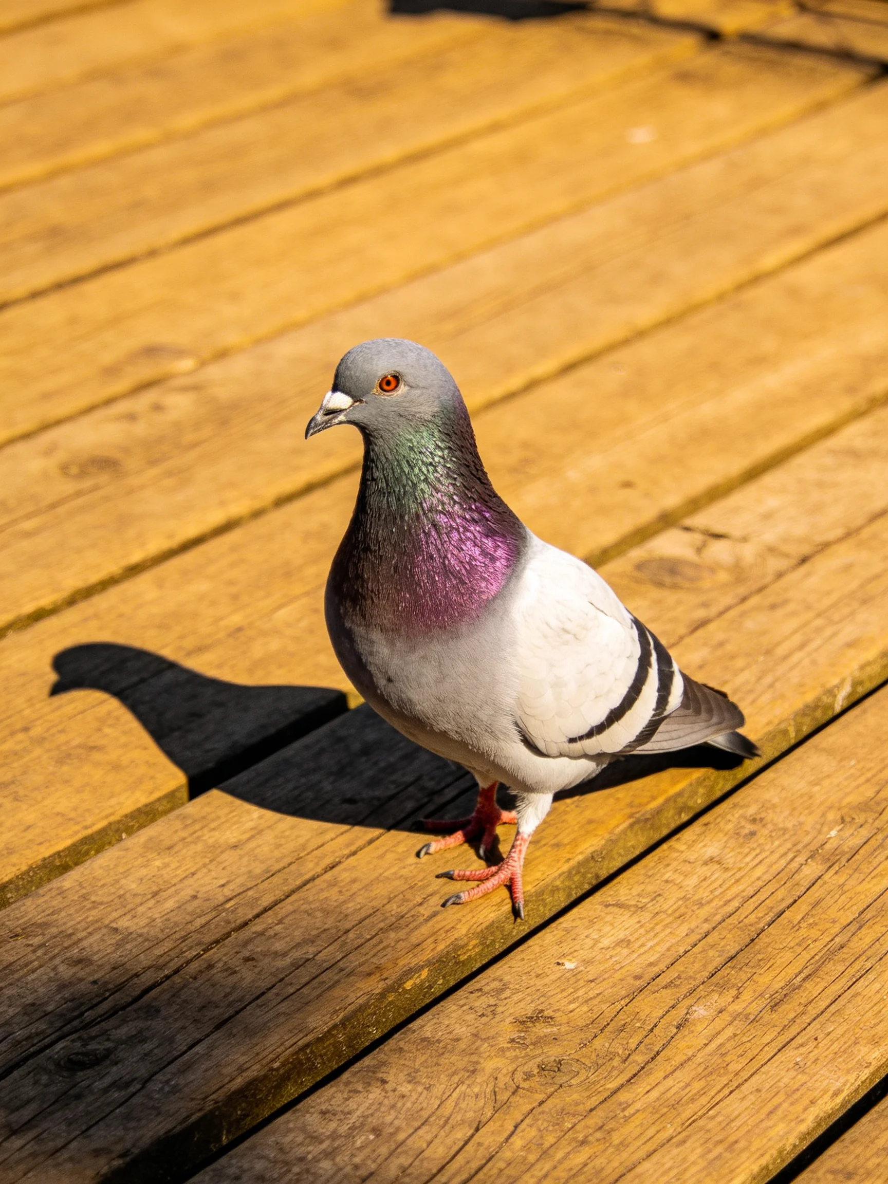 A pigeon with iridescent plumage perched on a wooden deck