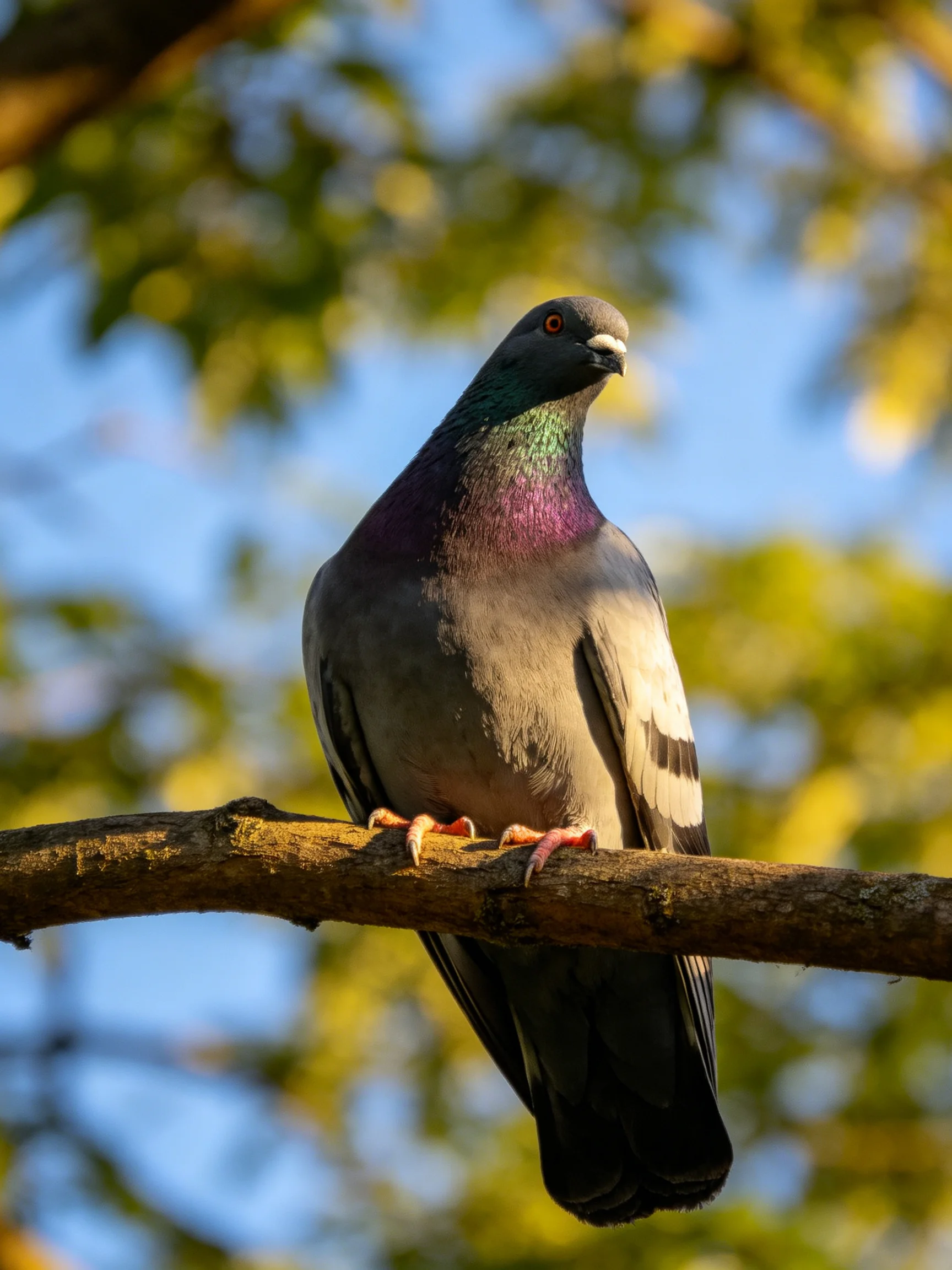 A pigeon with iridescent plumage perches on a tree branch