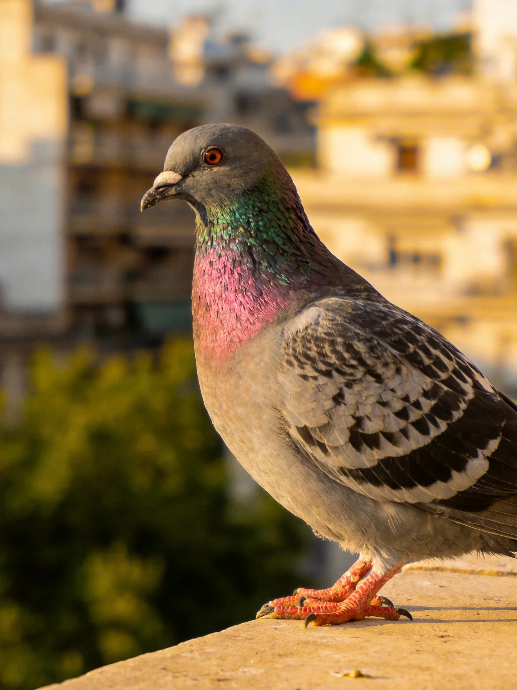 A pigeon with pink chest, green neck, and gray body perched on a ledge near urban buildings