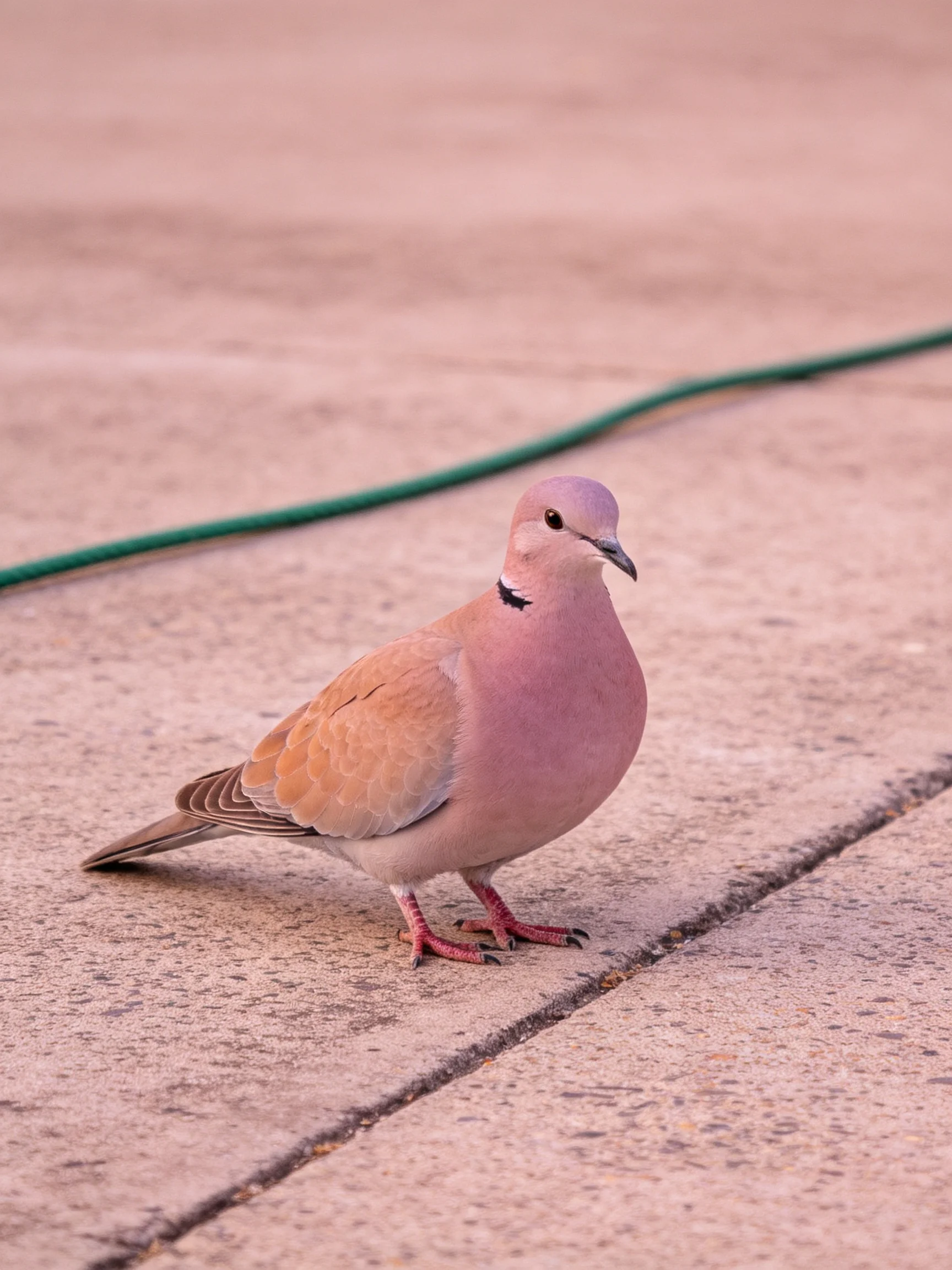 A pink and brown dove perched on concrete near a green cord