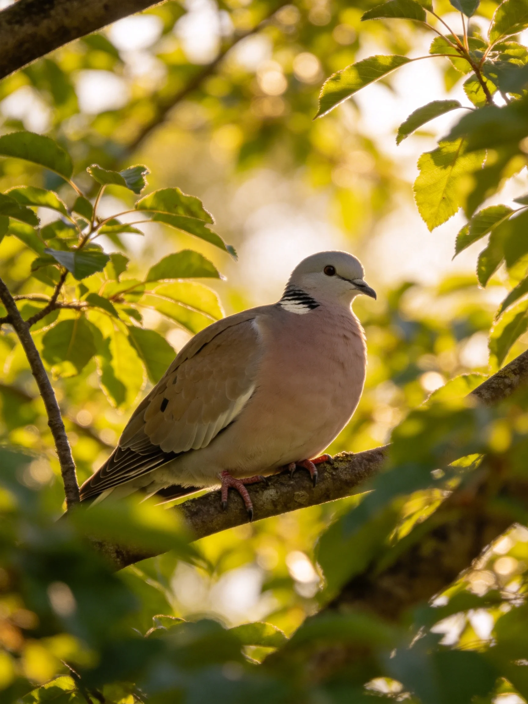 A pink-breasted pigeon perched on a tree branch amid green foliage