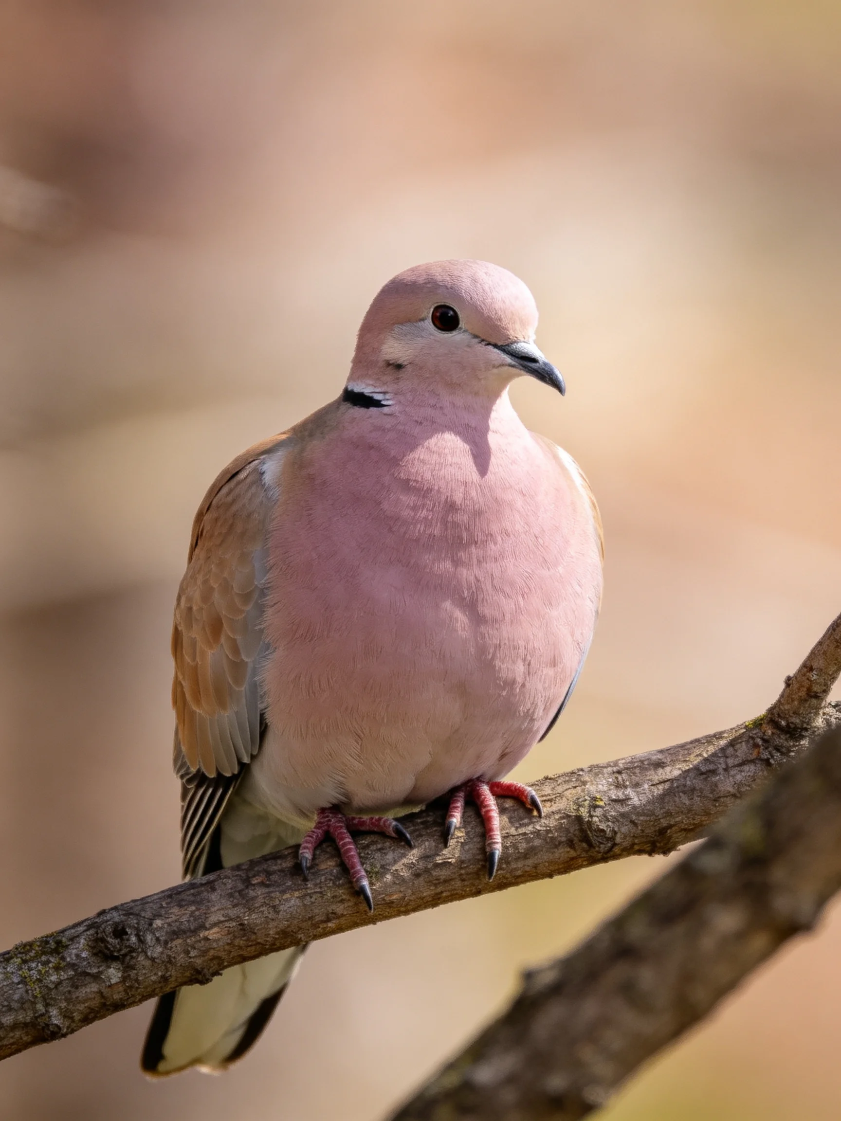 A pink-chested dove perched on a weathered branch