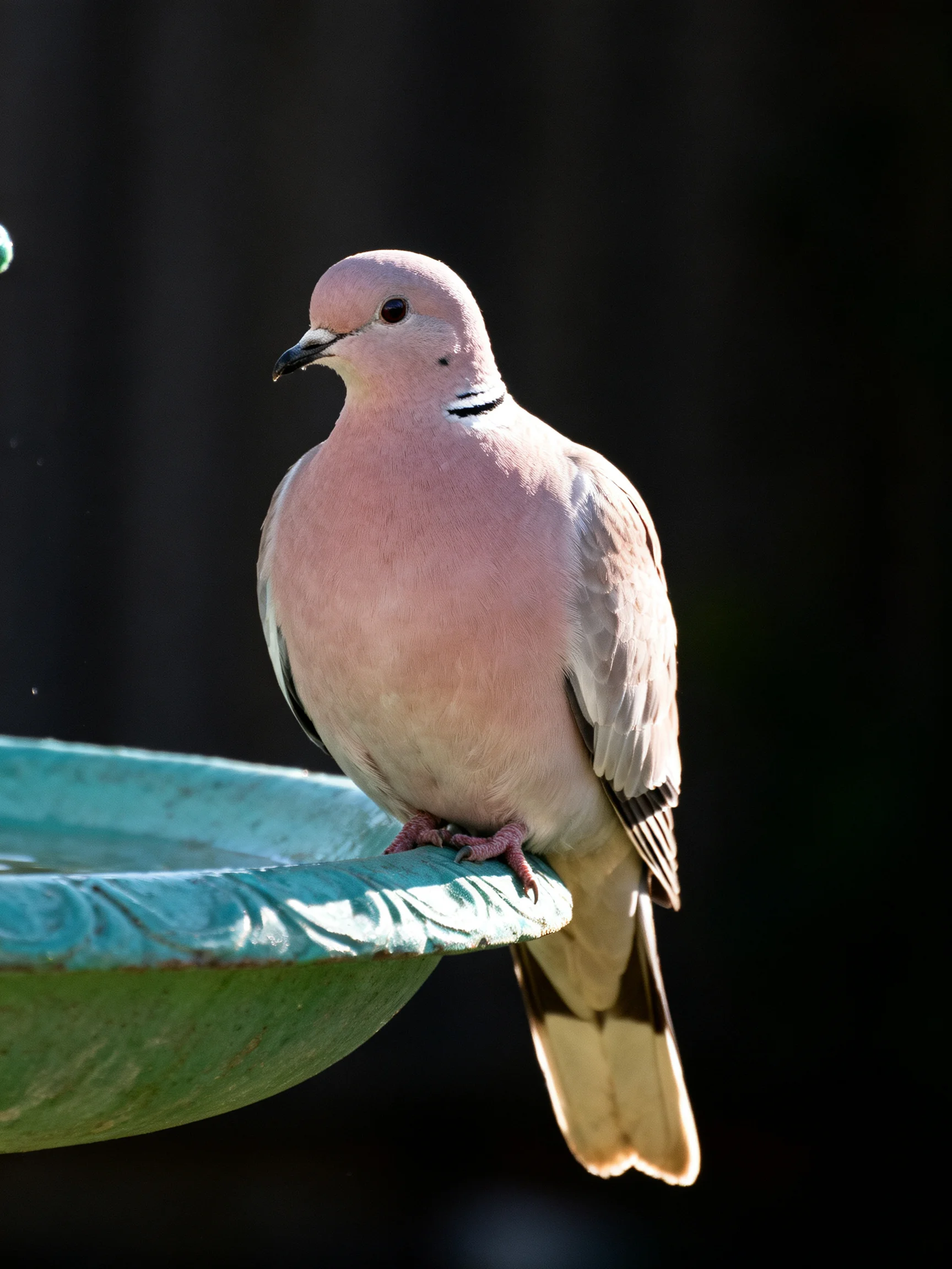 A pink collared dove perched on a turquoise birdbath