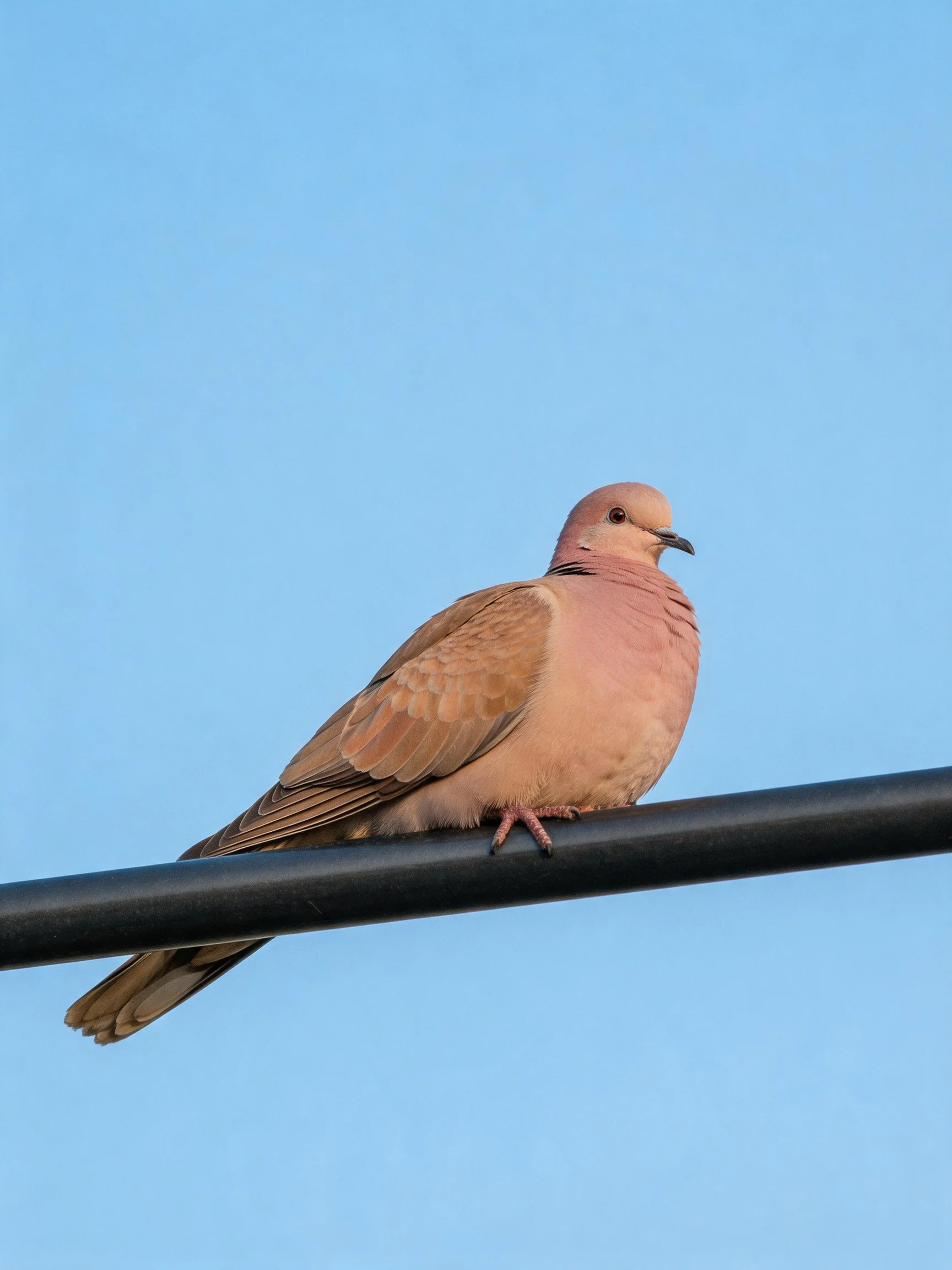 A pink collared dove perches on a dark horizontal bar beneath a clear blue sky