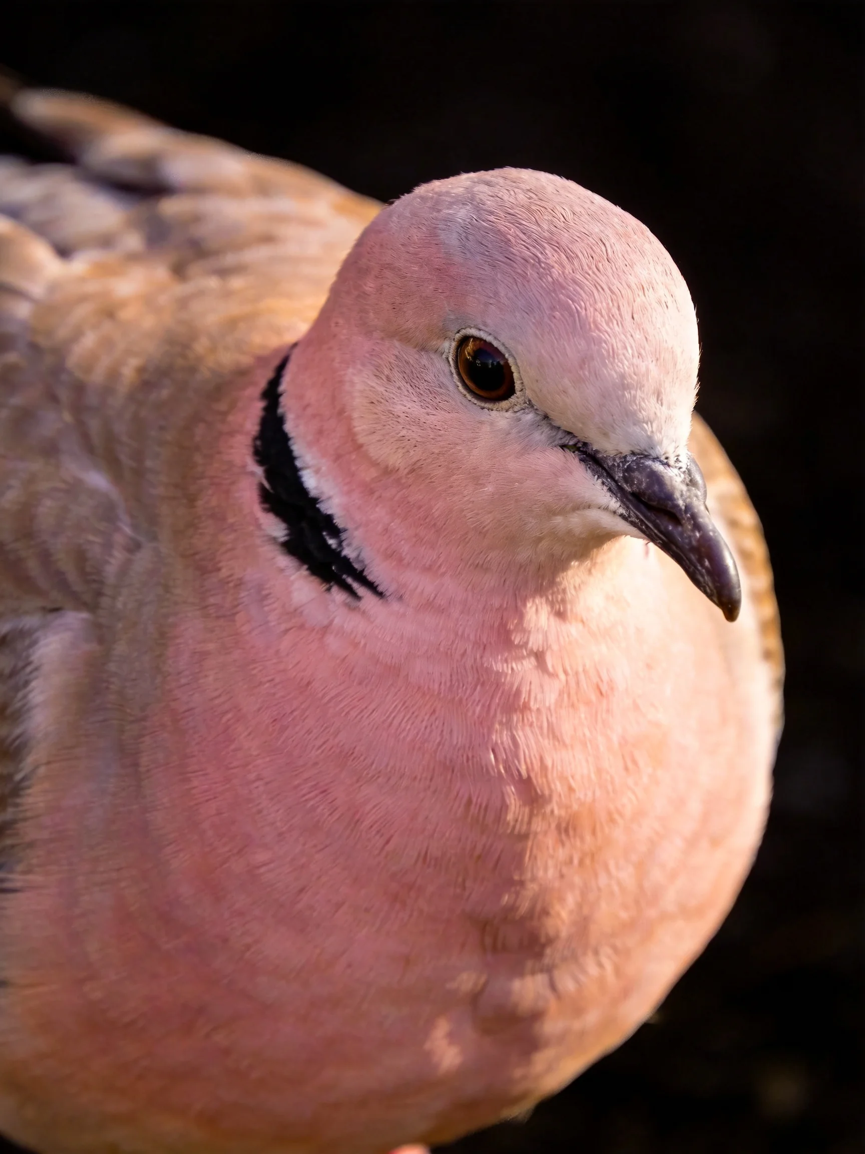 A pink-feathered dove with a bold black neck stripe
