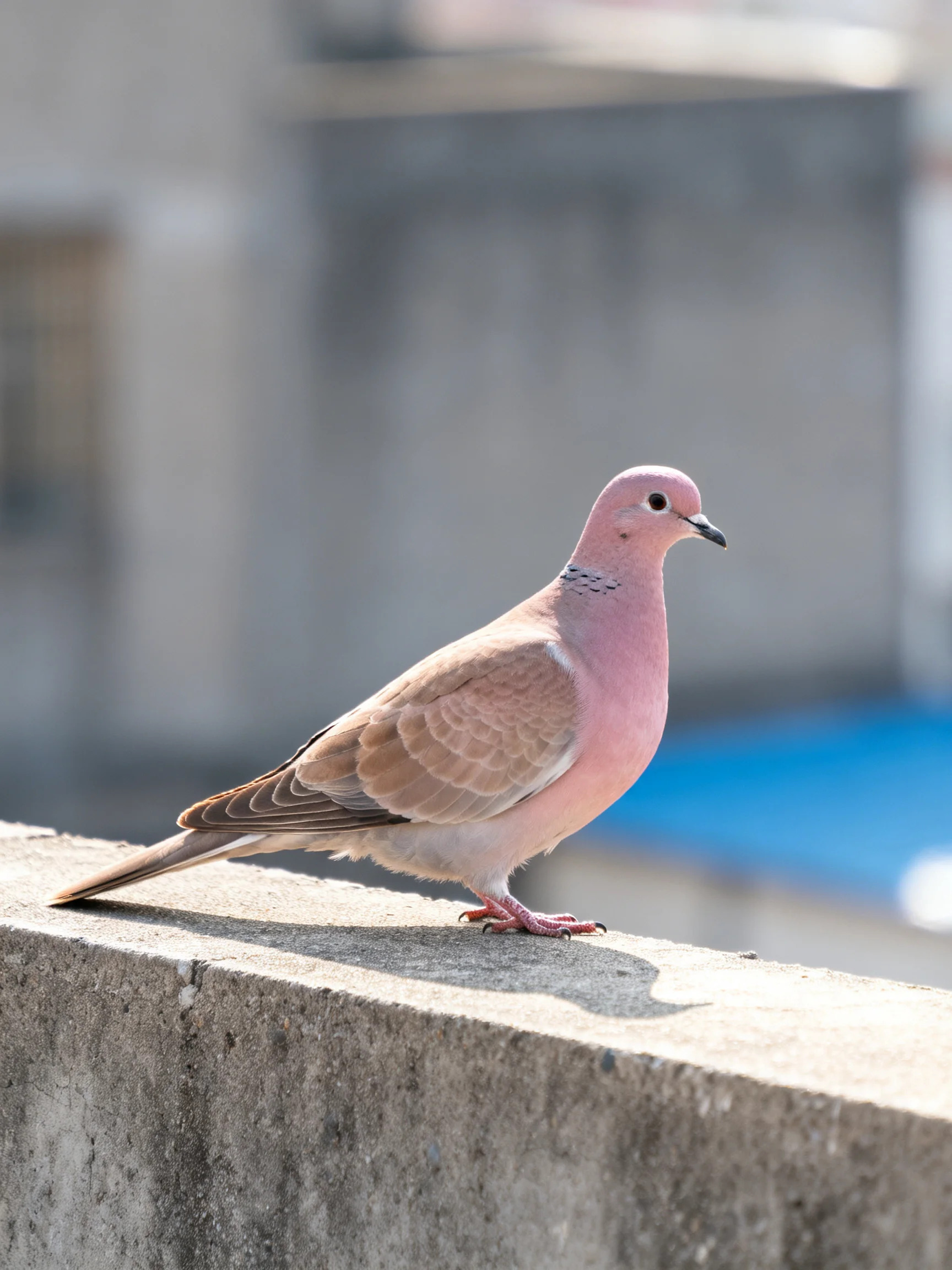 A pink-headed dove perched on a weathered concrete ledge