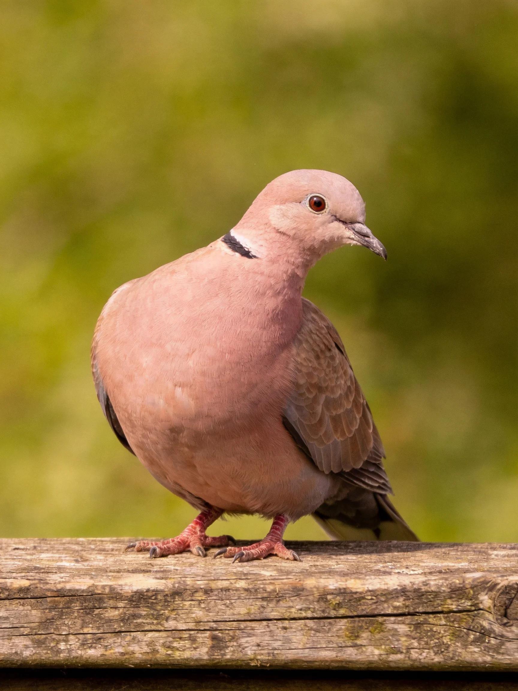 A pinkish-b brown collared dove perched on a weathered wooden beam