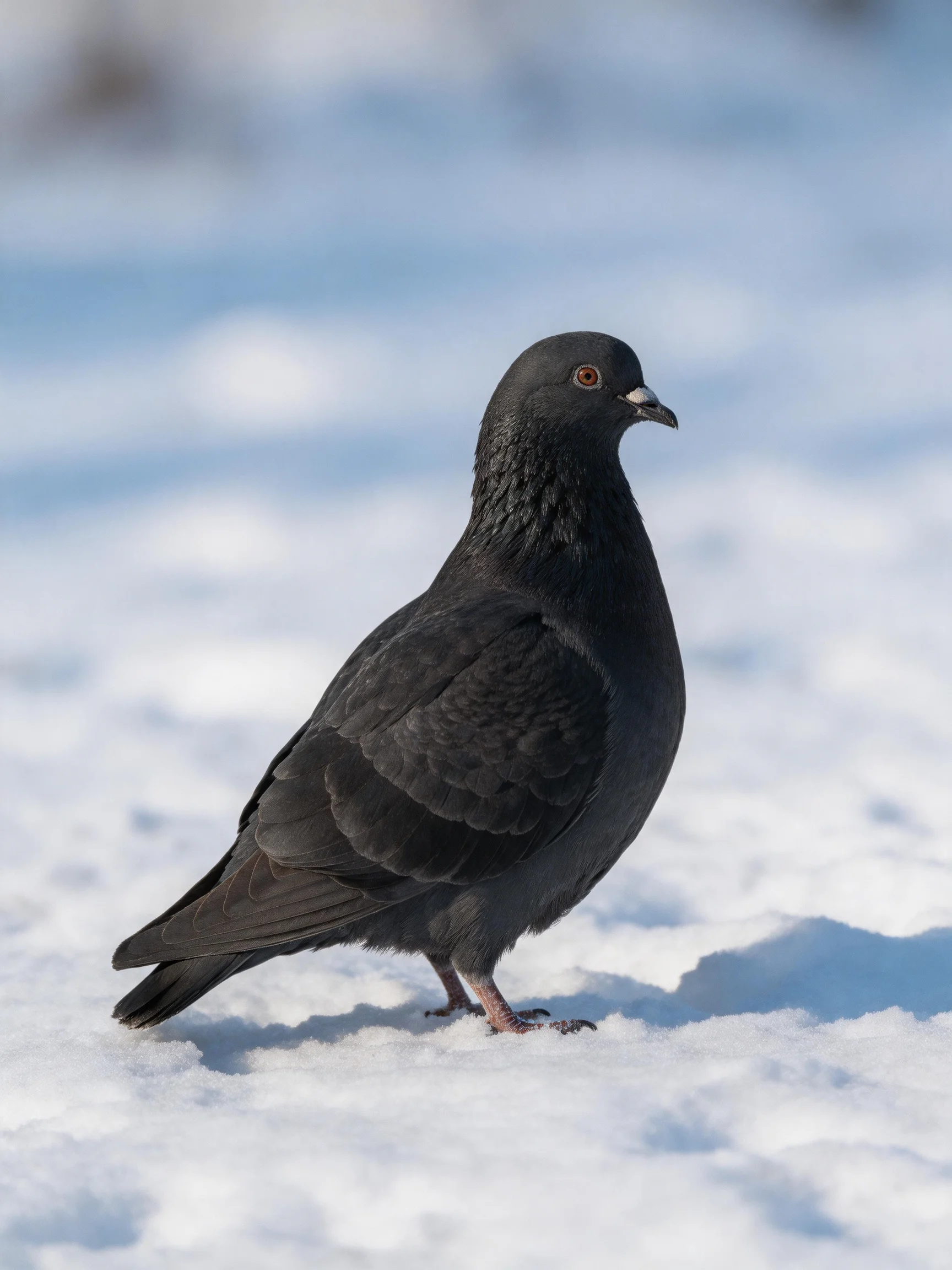 A sleek black pigeon on bright white snow