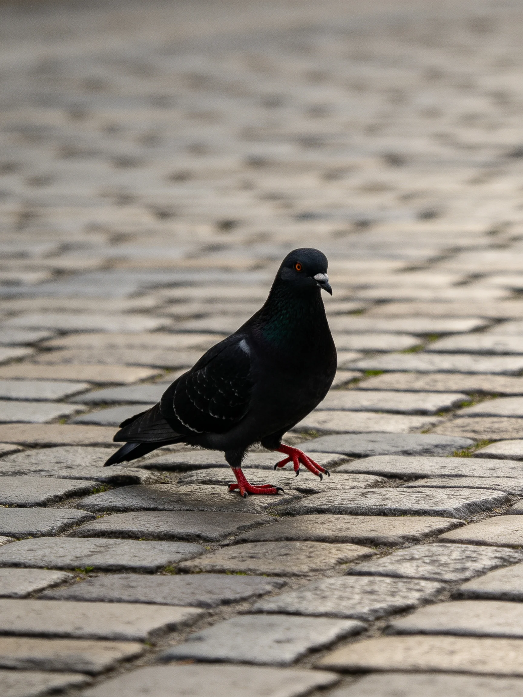 A black pigeon with red feet walks on cobblestone pavement.