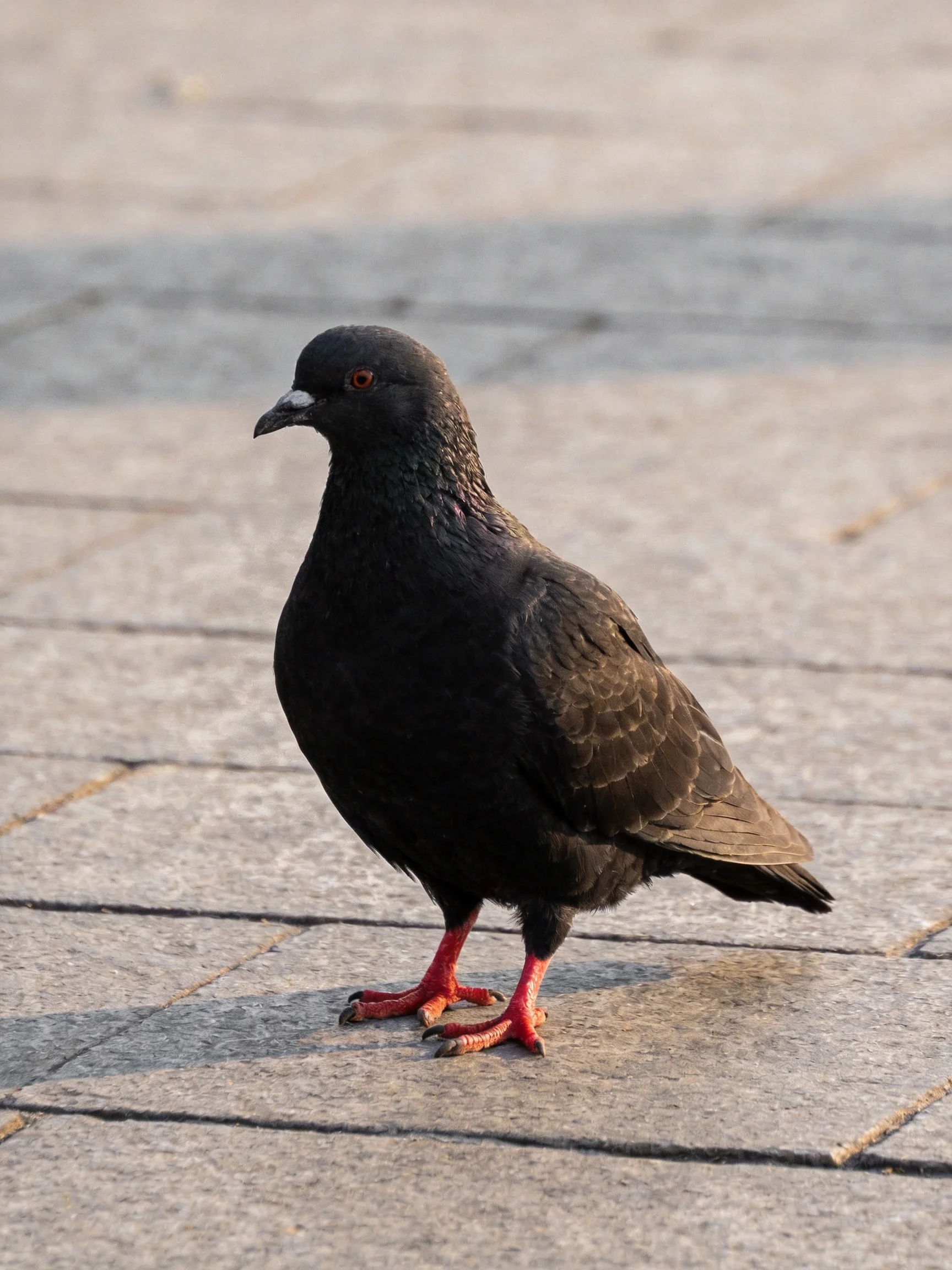 A sleek black pigeon with bright red feet on stone pavement
