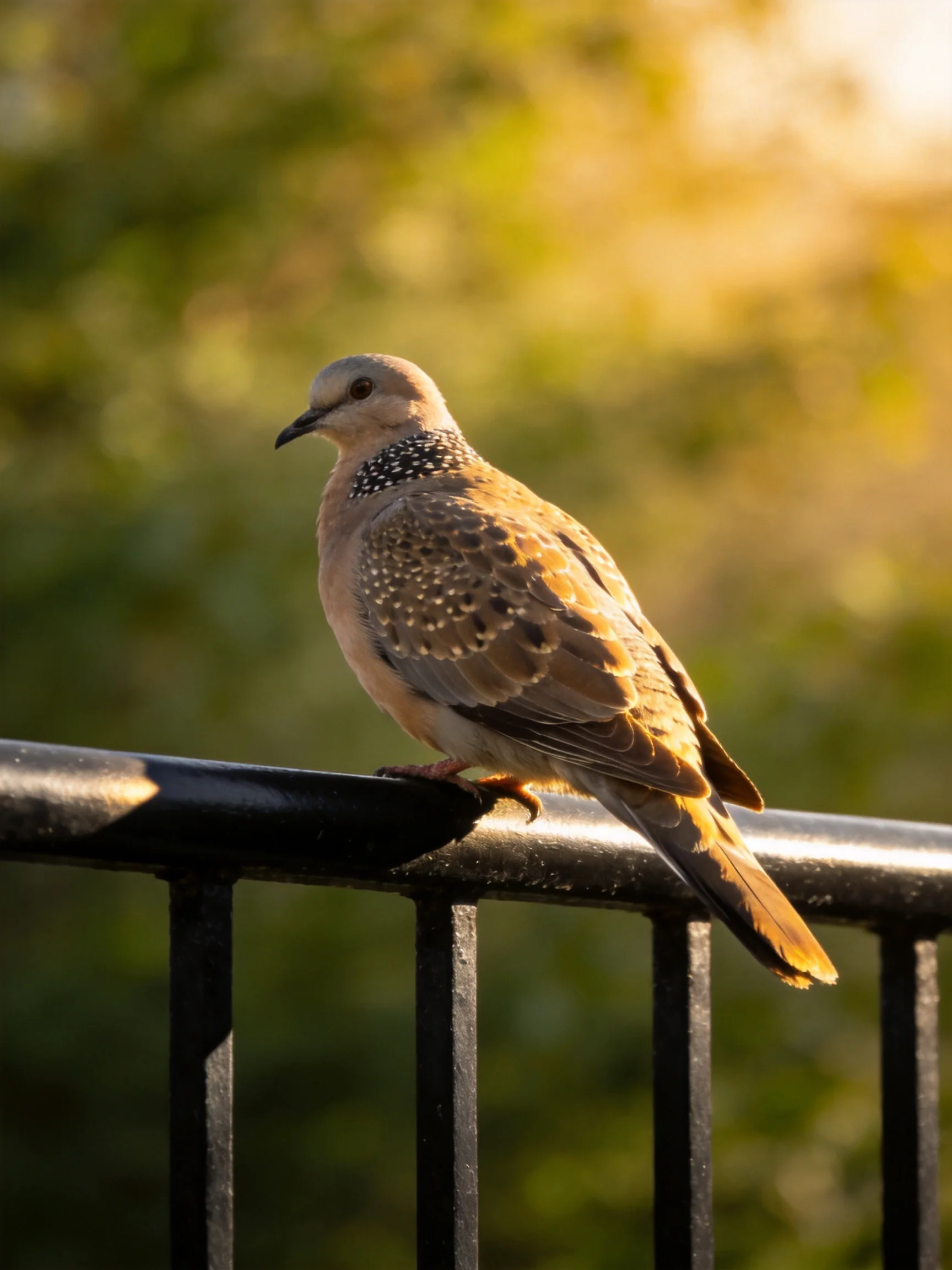 A spotted dove perched on a black metal railing near golden-green foliage
