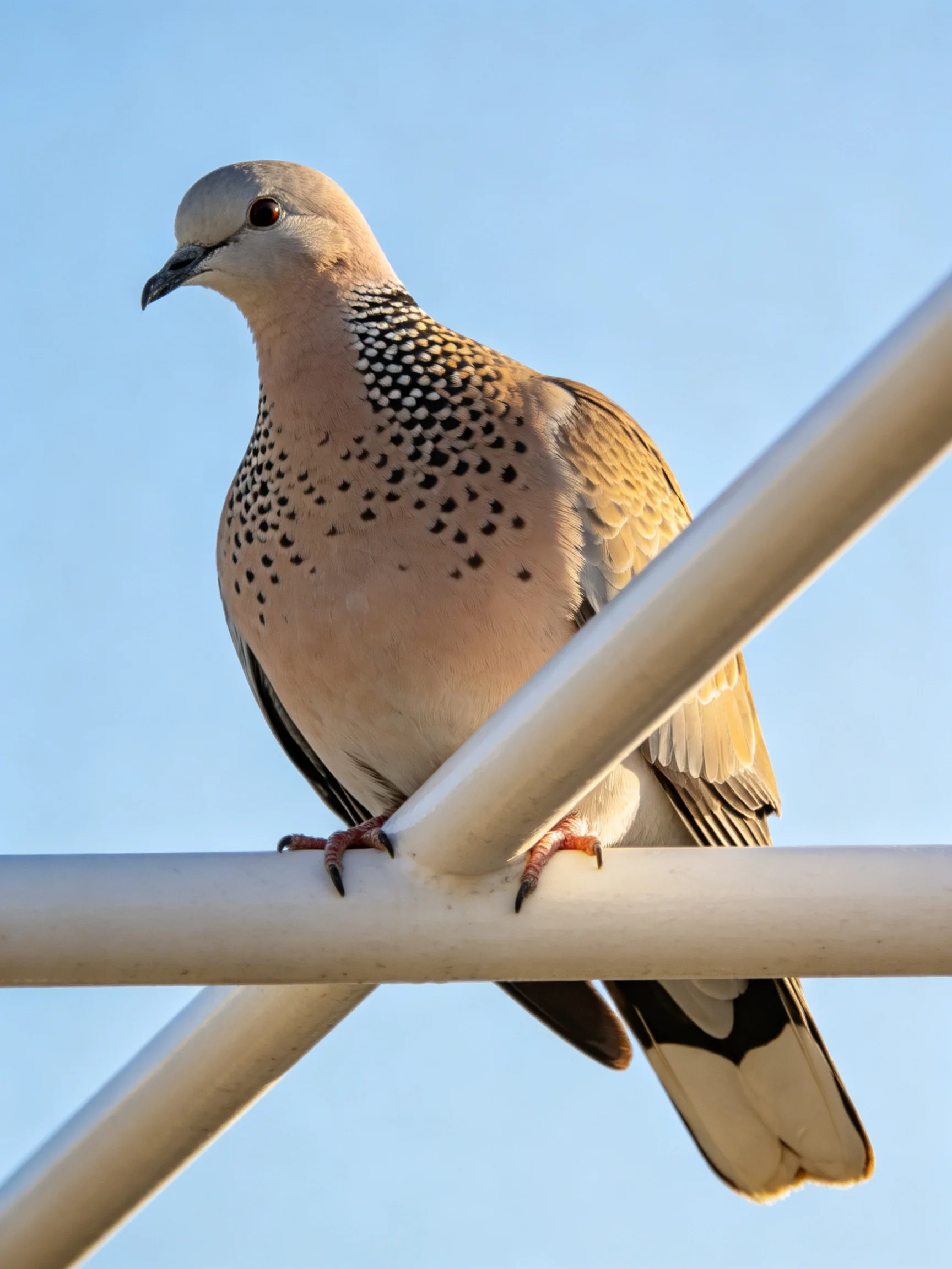 A spotted dove perched on white metal bars against clear blue sky
