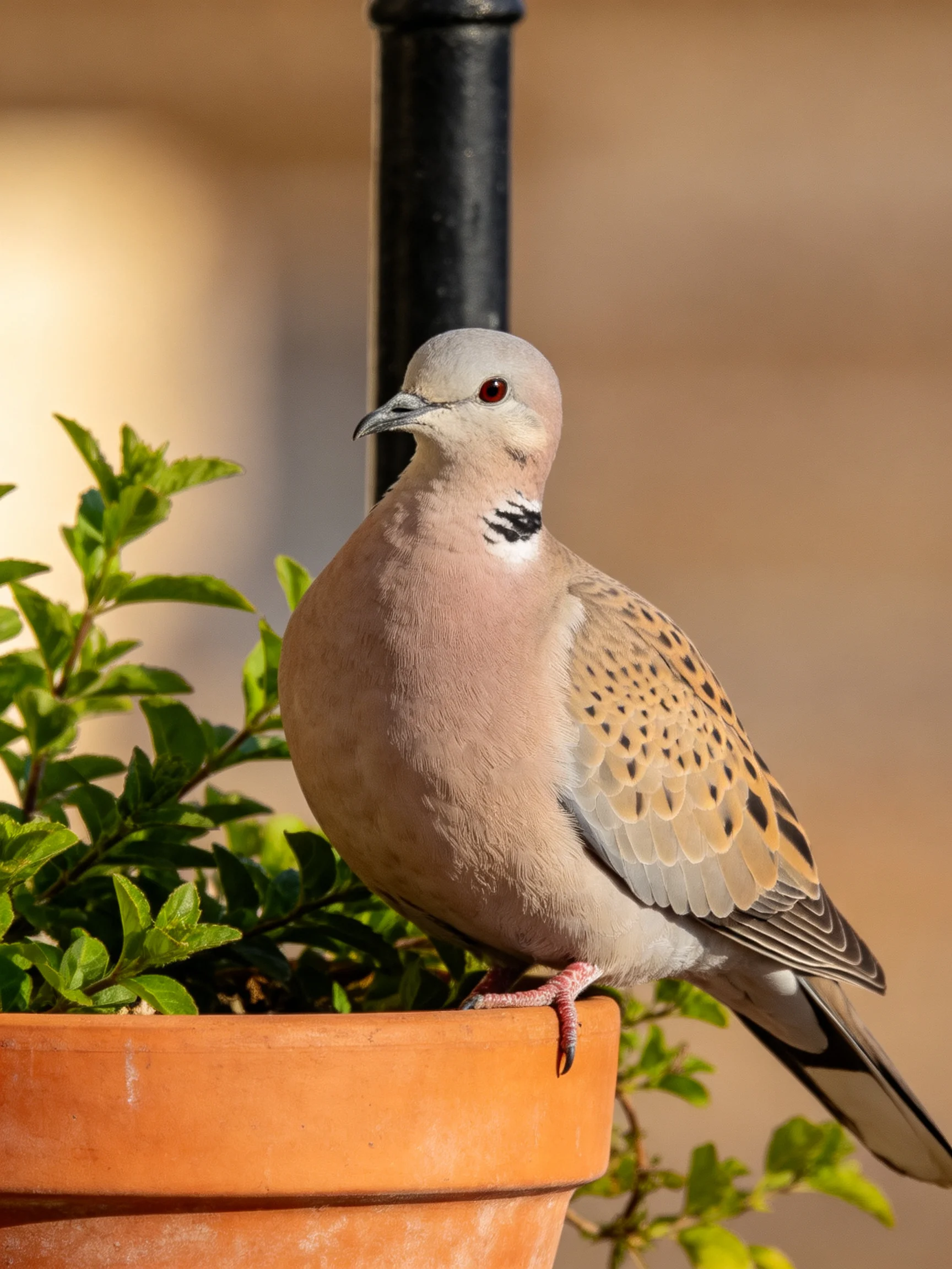 A spotted dove perches on a terracotta planter with green foliage nearby