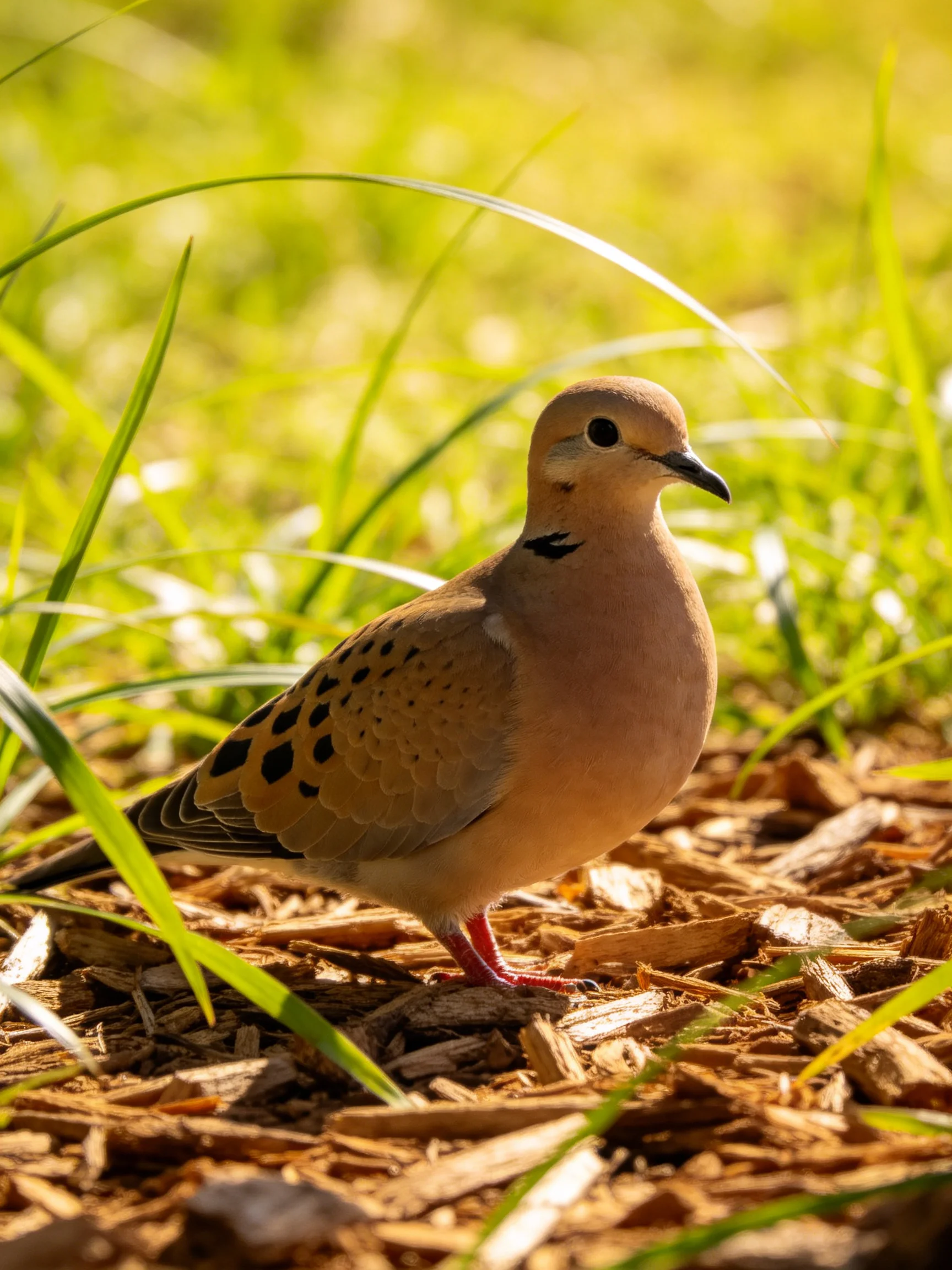 A spotted dove stands on wood chips amid lush green grass