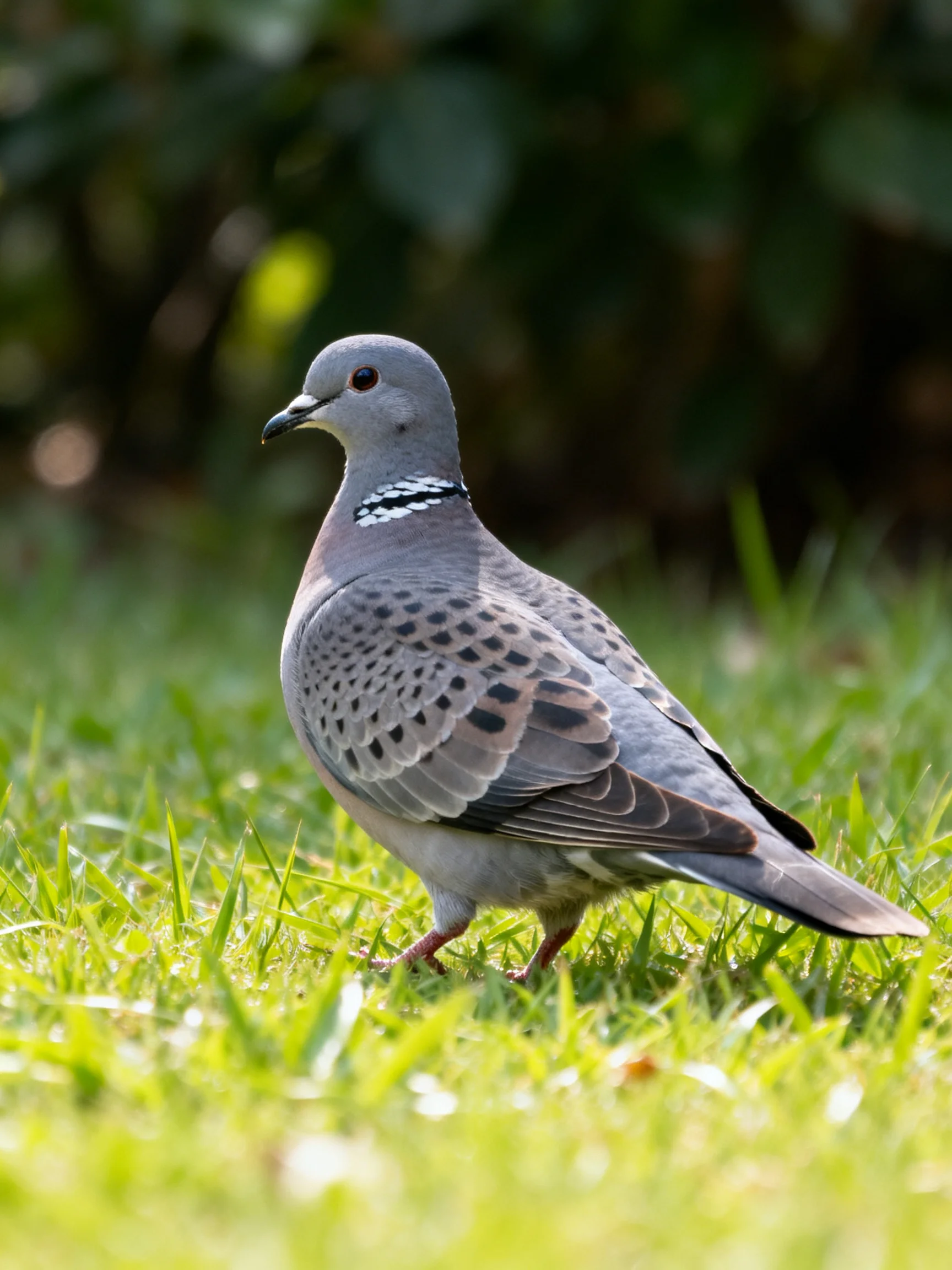 A spotted dove with gray plumage walks on lush green grass