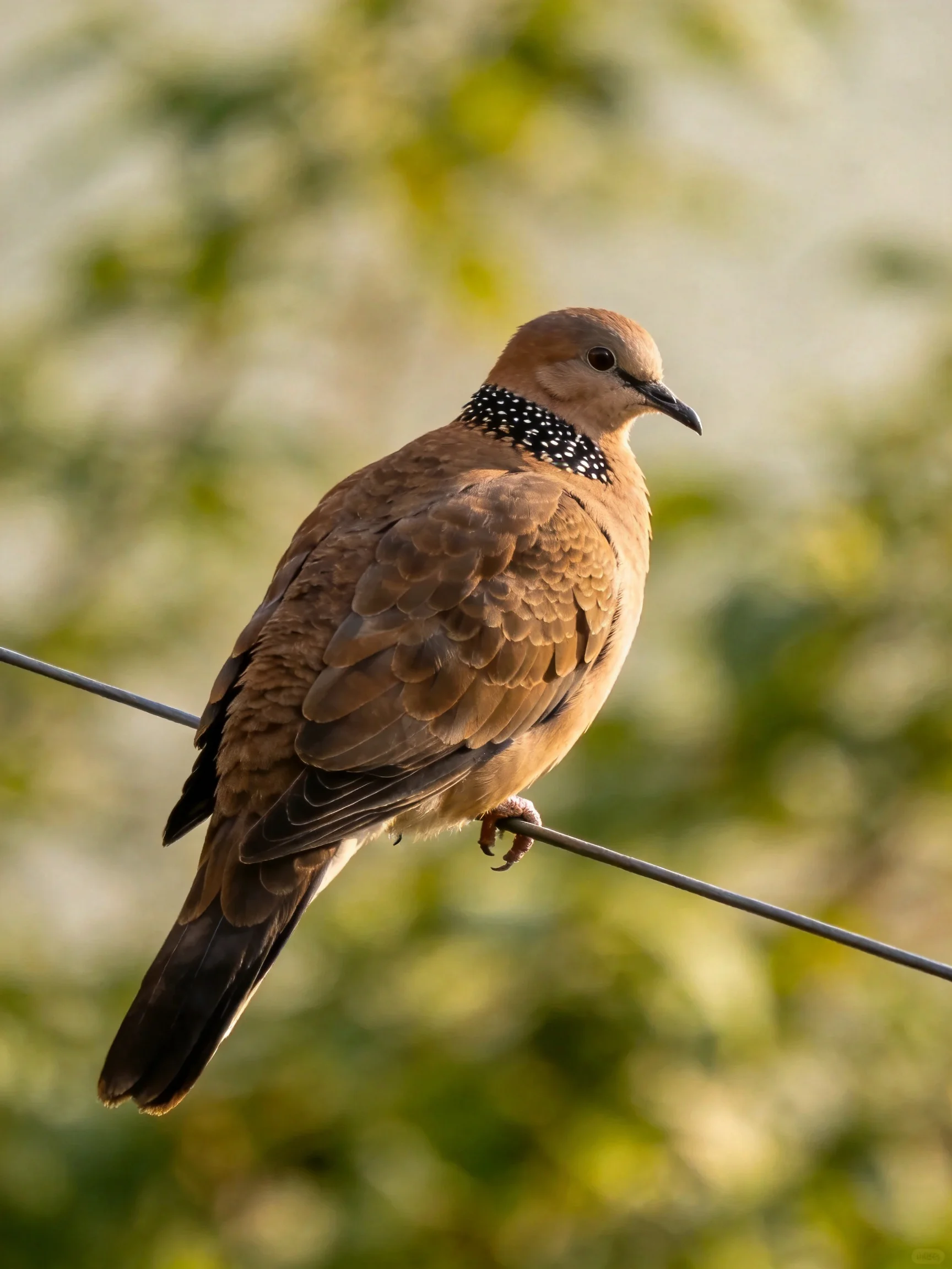 A spotted-necked dove perches on a thin metal wire amid blurred greenery