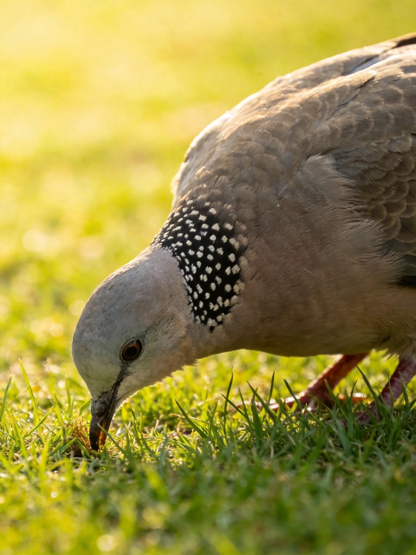 A spotted-necked pigeon forages in sunlit green grass