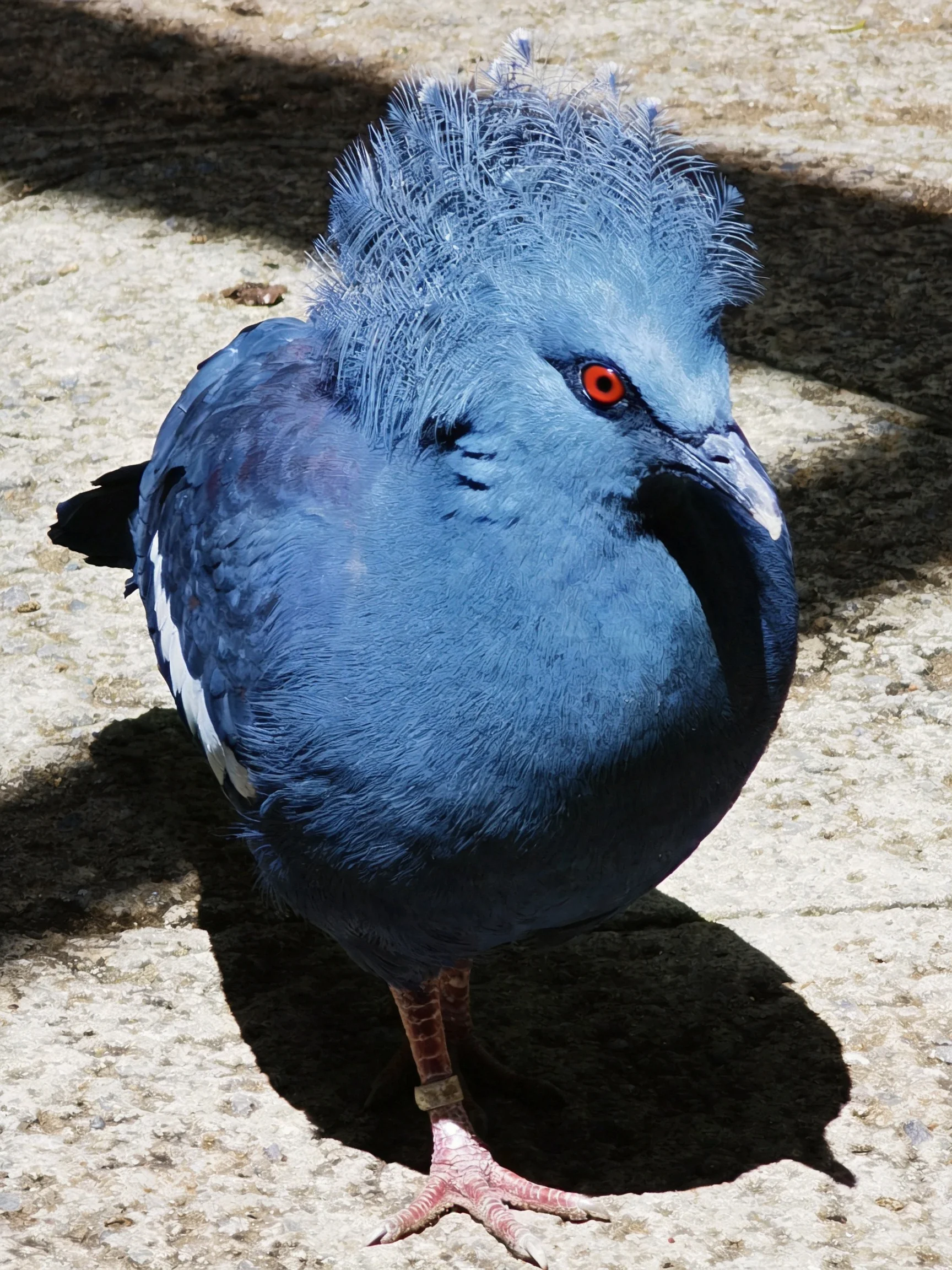 A vibrant blue pigeon with red eyes on a textured stone surface