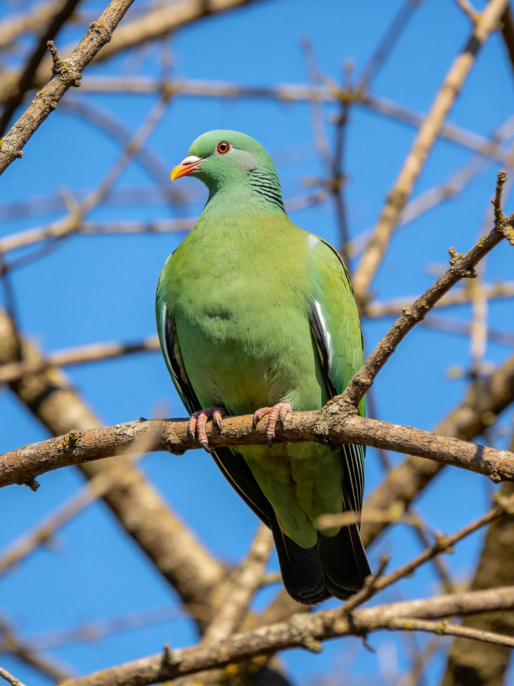 A green pigeon rests on a tree branch amid leafless branches and a clear blue sky.