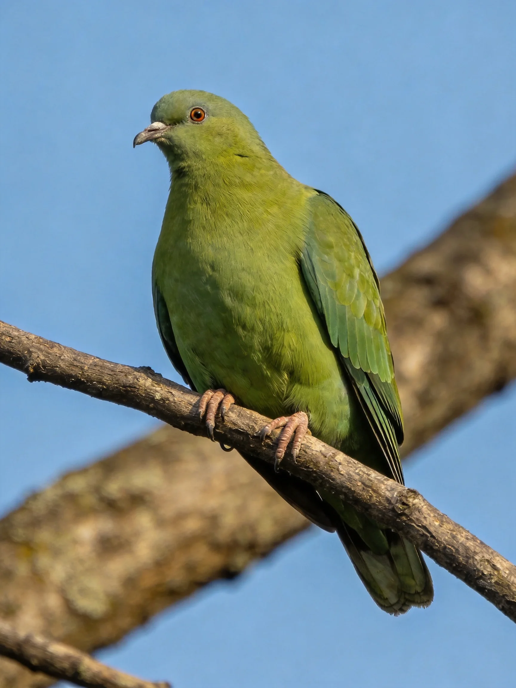 A vibrant green pigeon perched on a brown tree branch