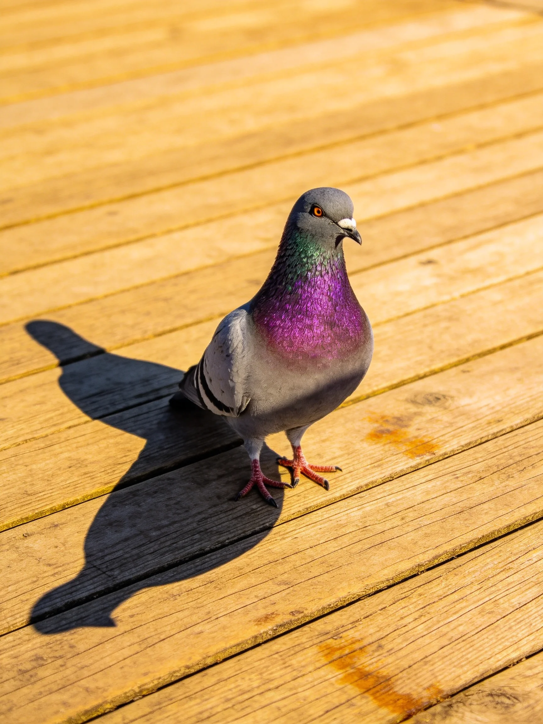 A vibrant pigeon with purple chest on wooden planks