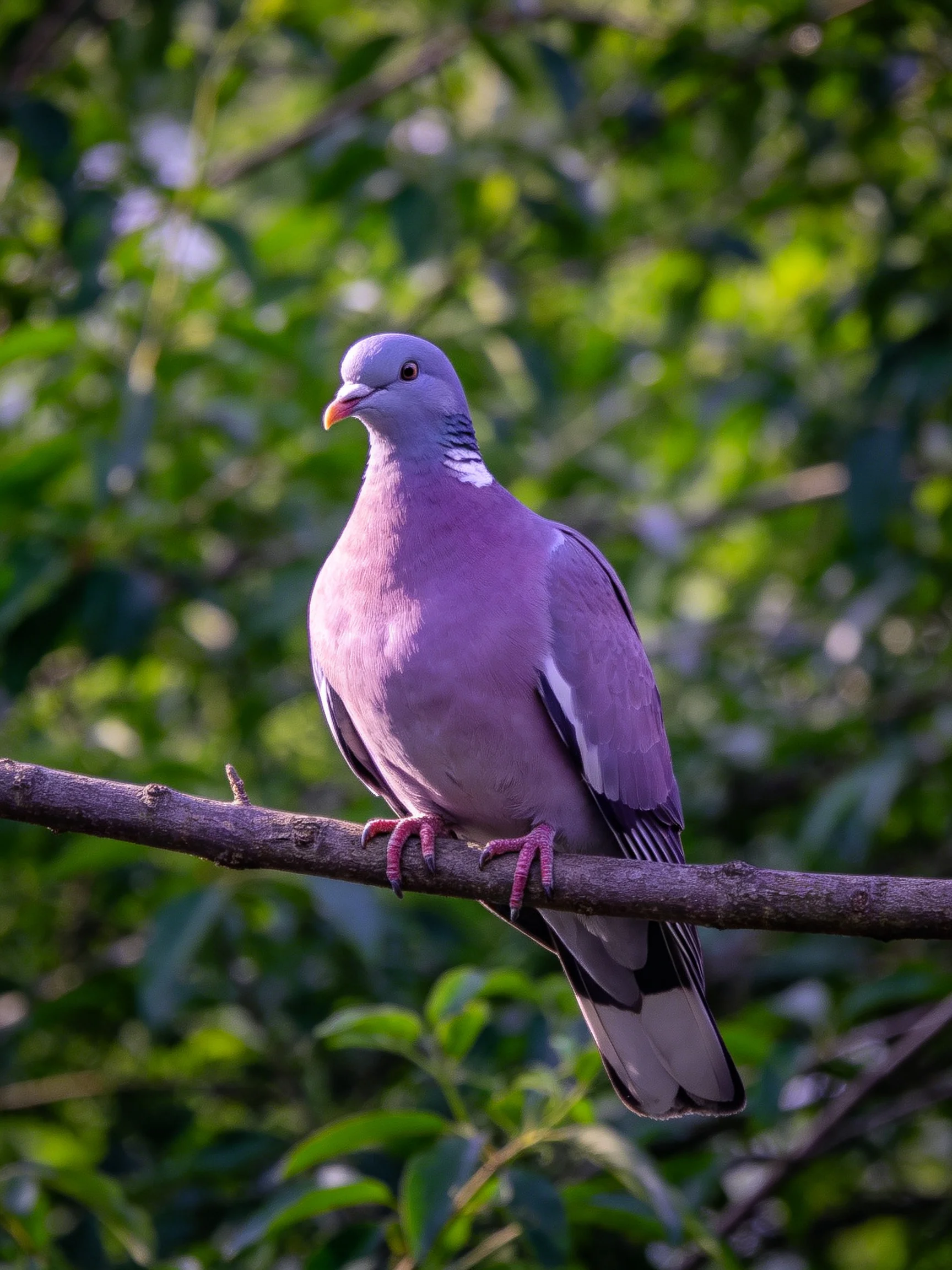 A purple pigeon rests on a branch surrounded by dense greenery.