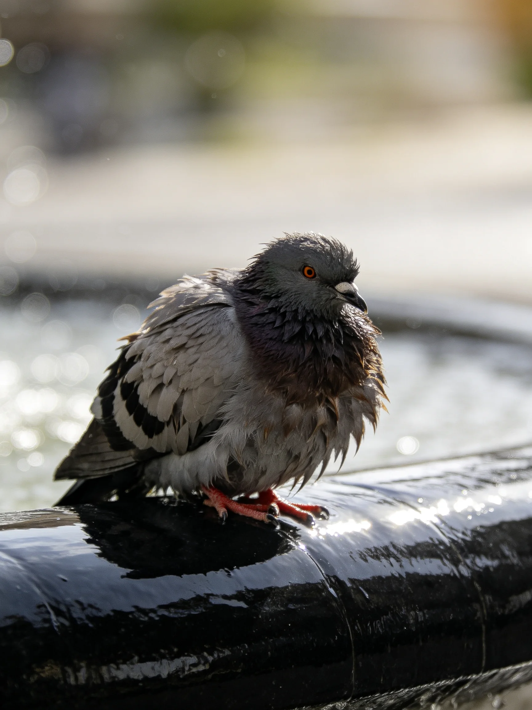 A wet pigeon perches on a glossy black surface near water