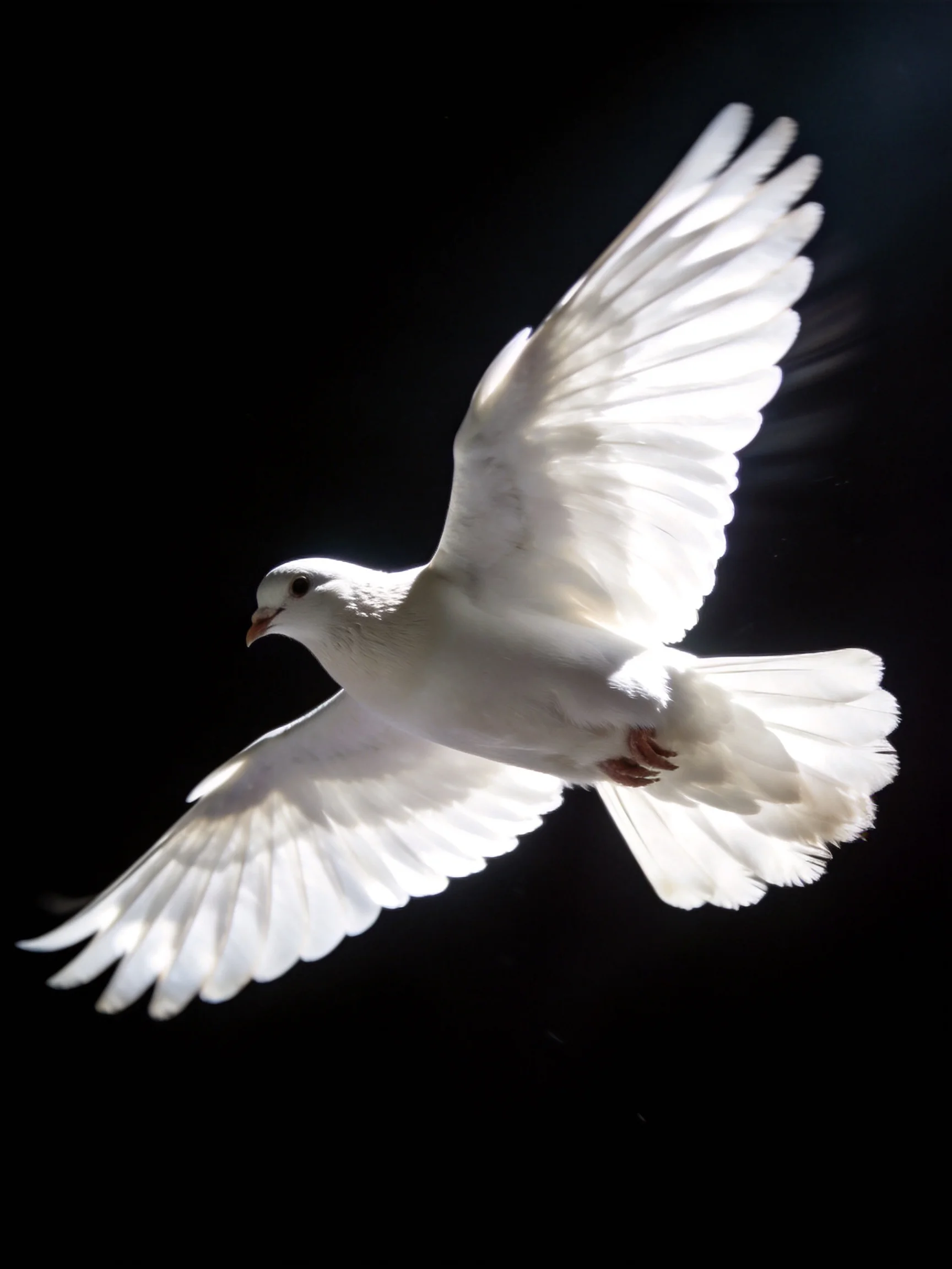 A white dove flies with outstretched wings against a solid black backdrop