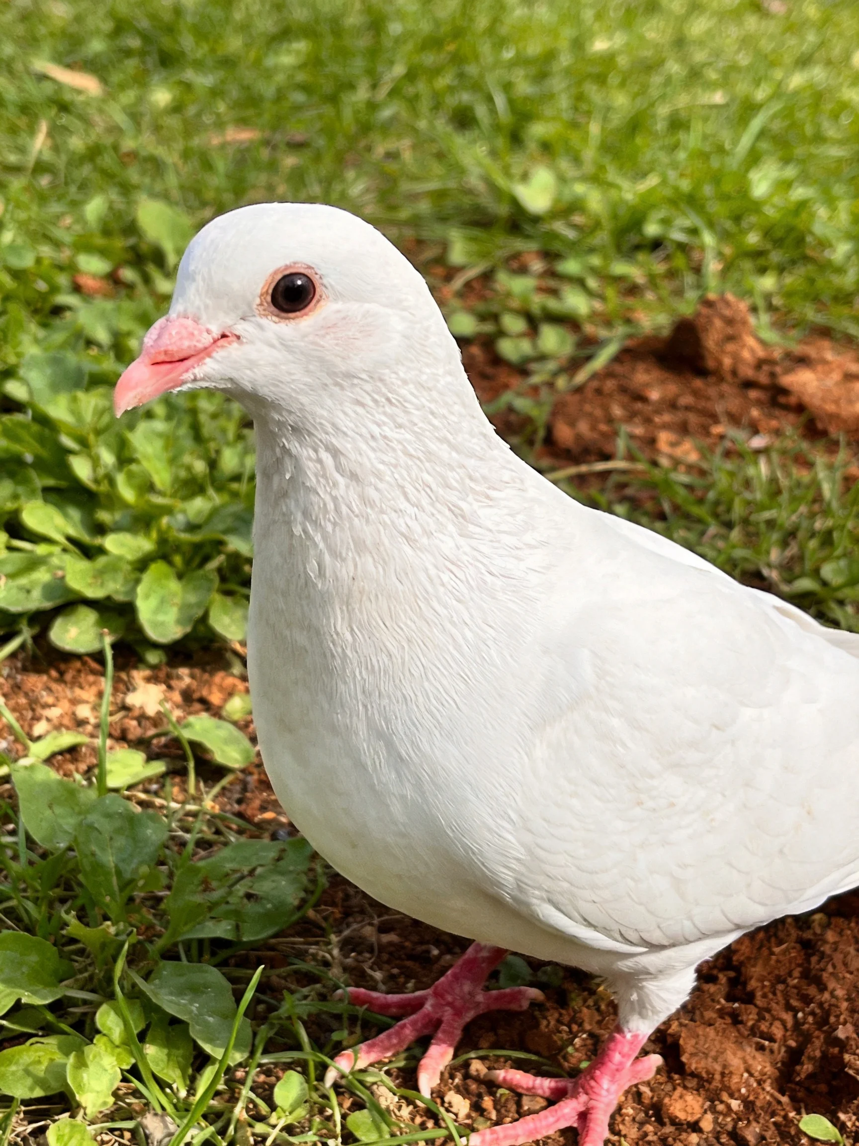 A white pigeon standing on green grass near reddish soil