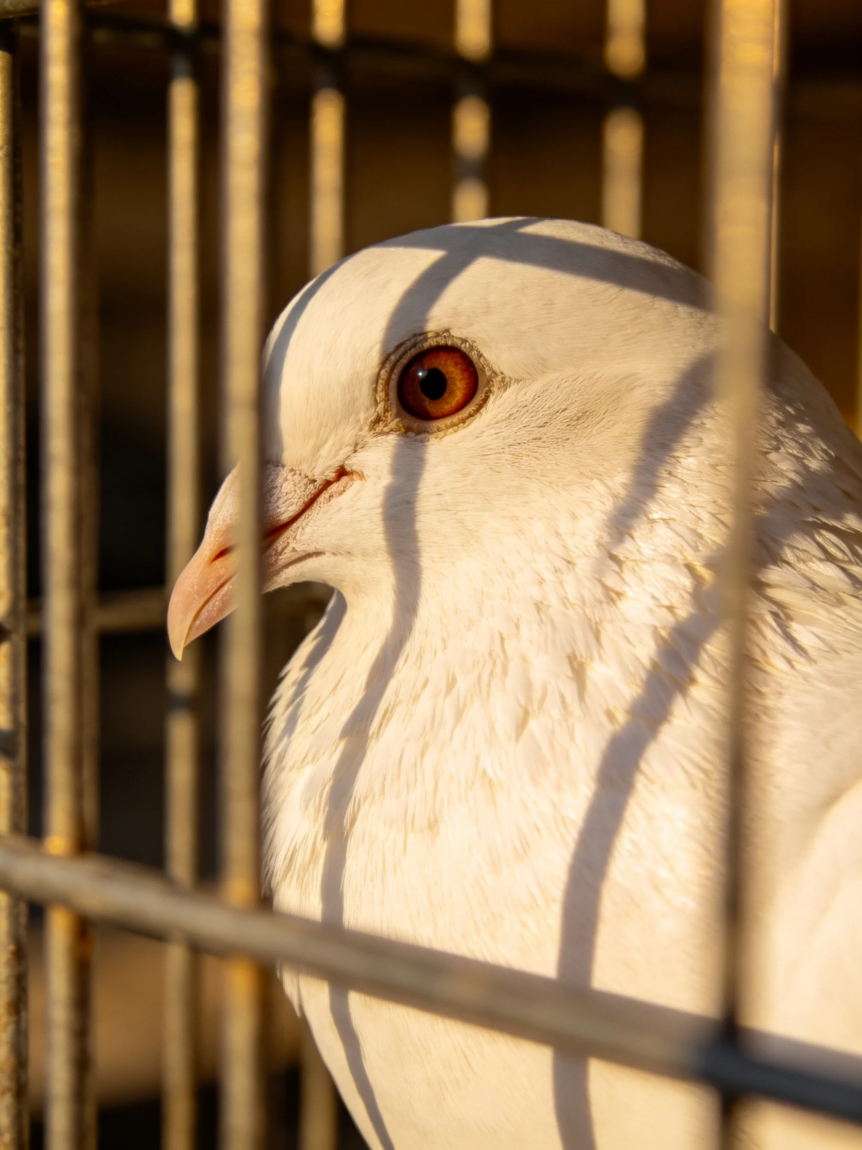 A white pigeon with a brown eye is enclosed by metal cage bars.
