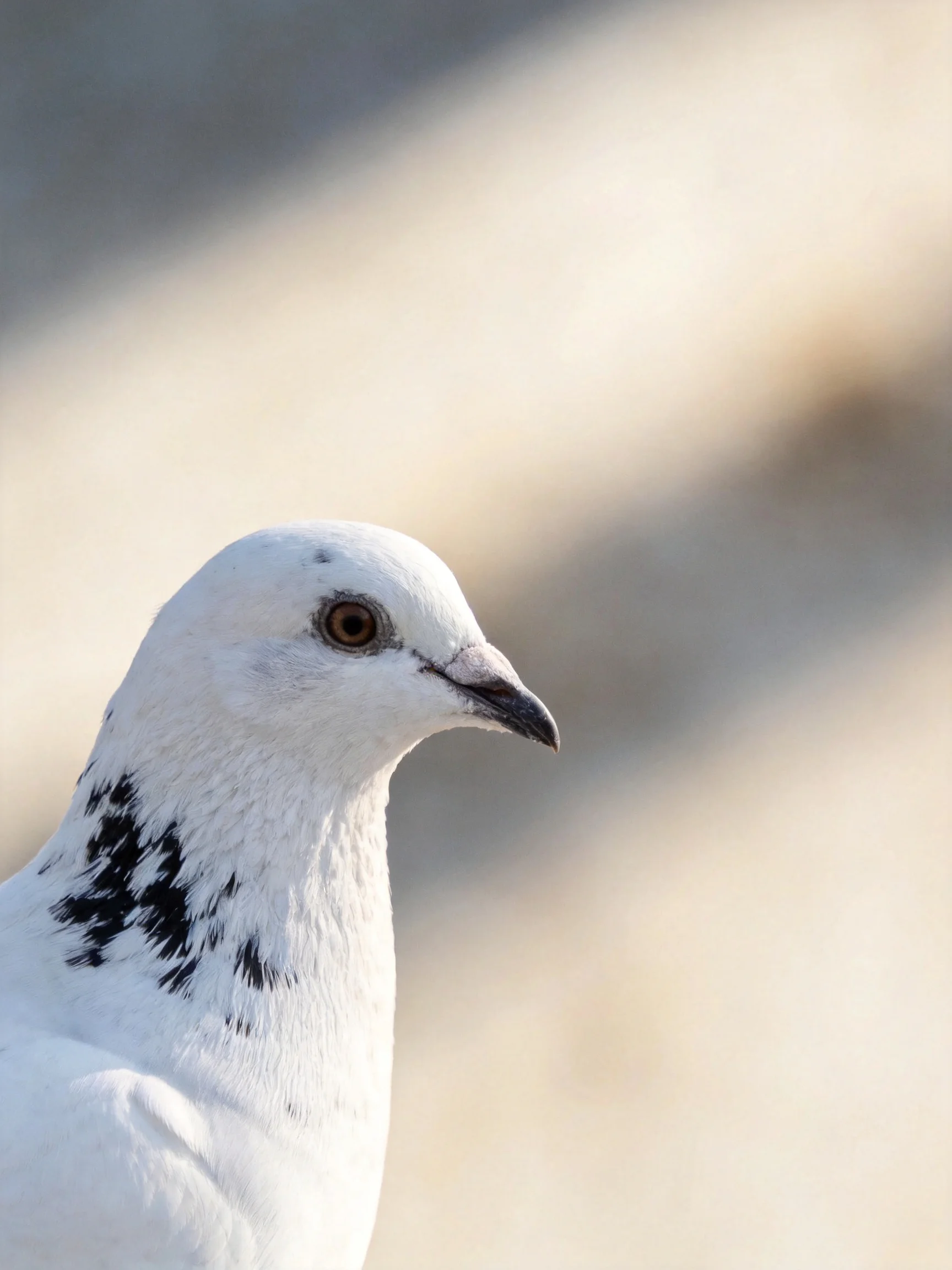 A white pigeon with black neck markings in soft focus