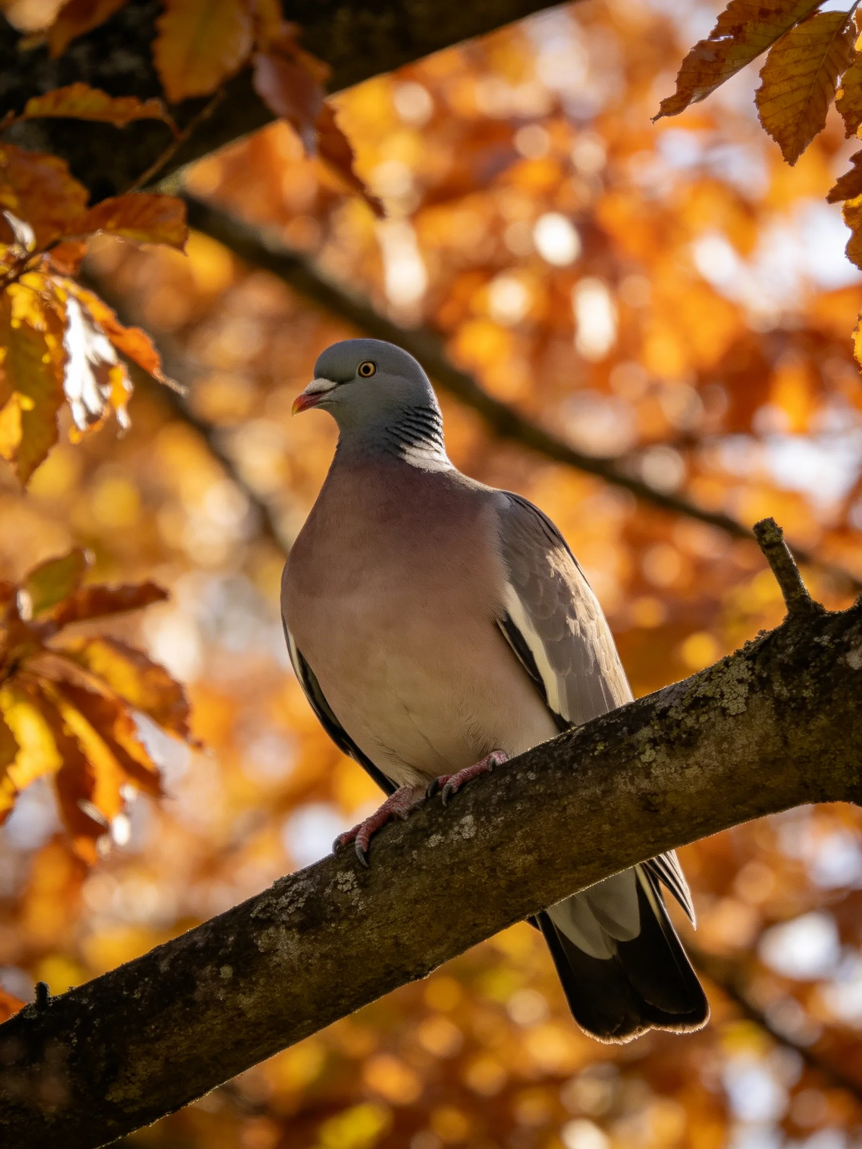 A wood pigeon perched on a tree branch amid golden autumn foliage